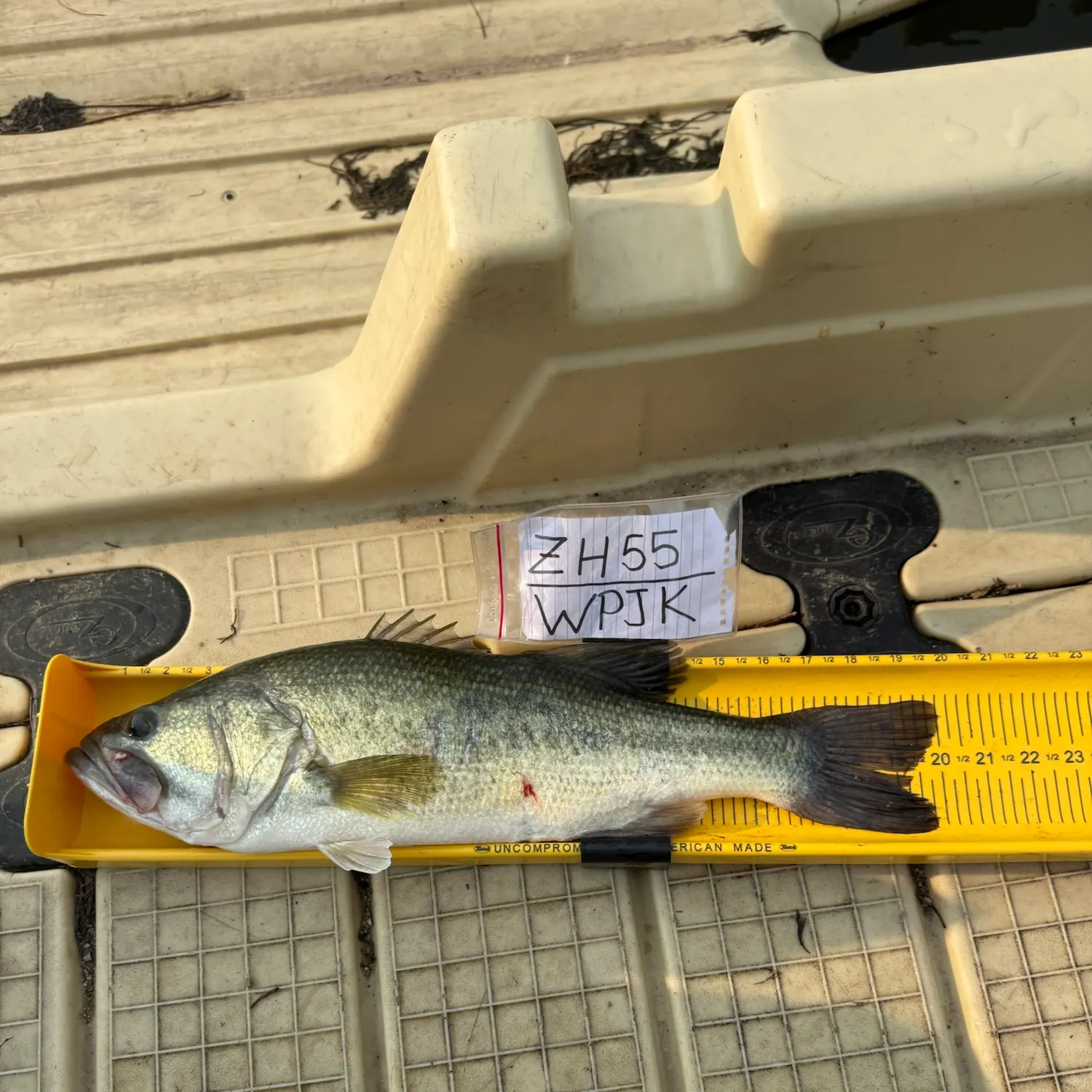 recently logged catches