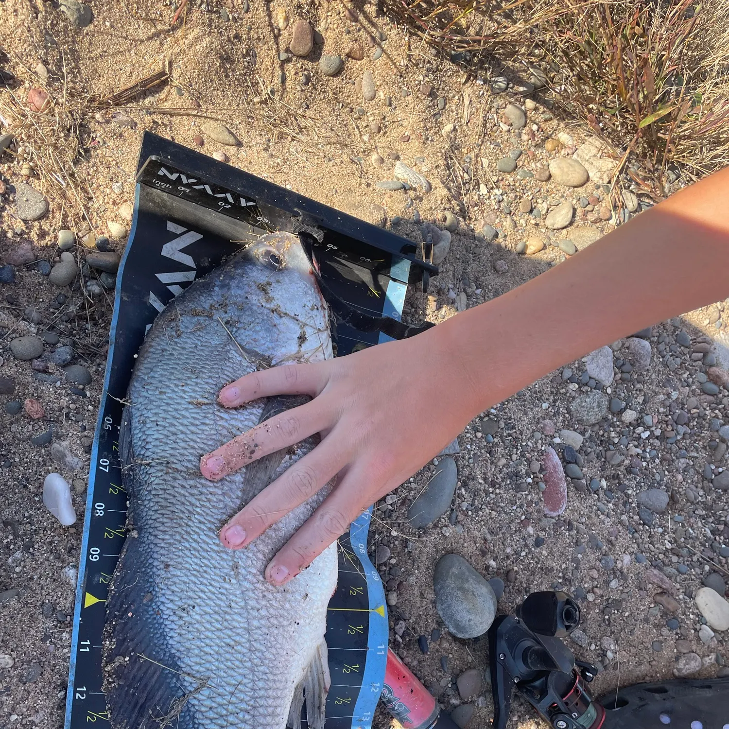 Freshwater drum caught on Fishbrain