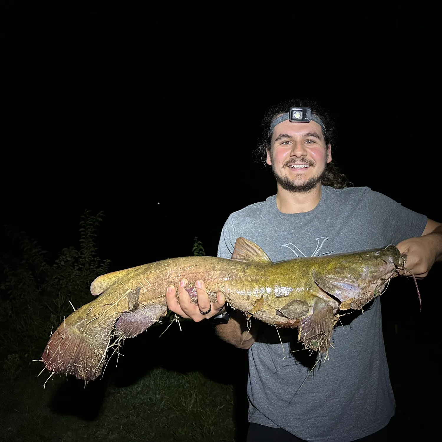 Flathead catfish caught on Fishbrain