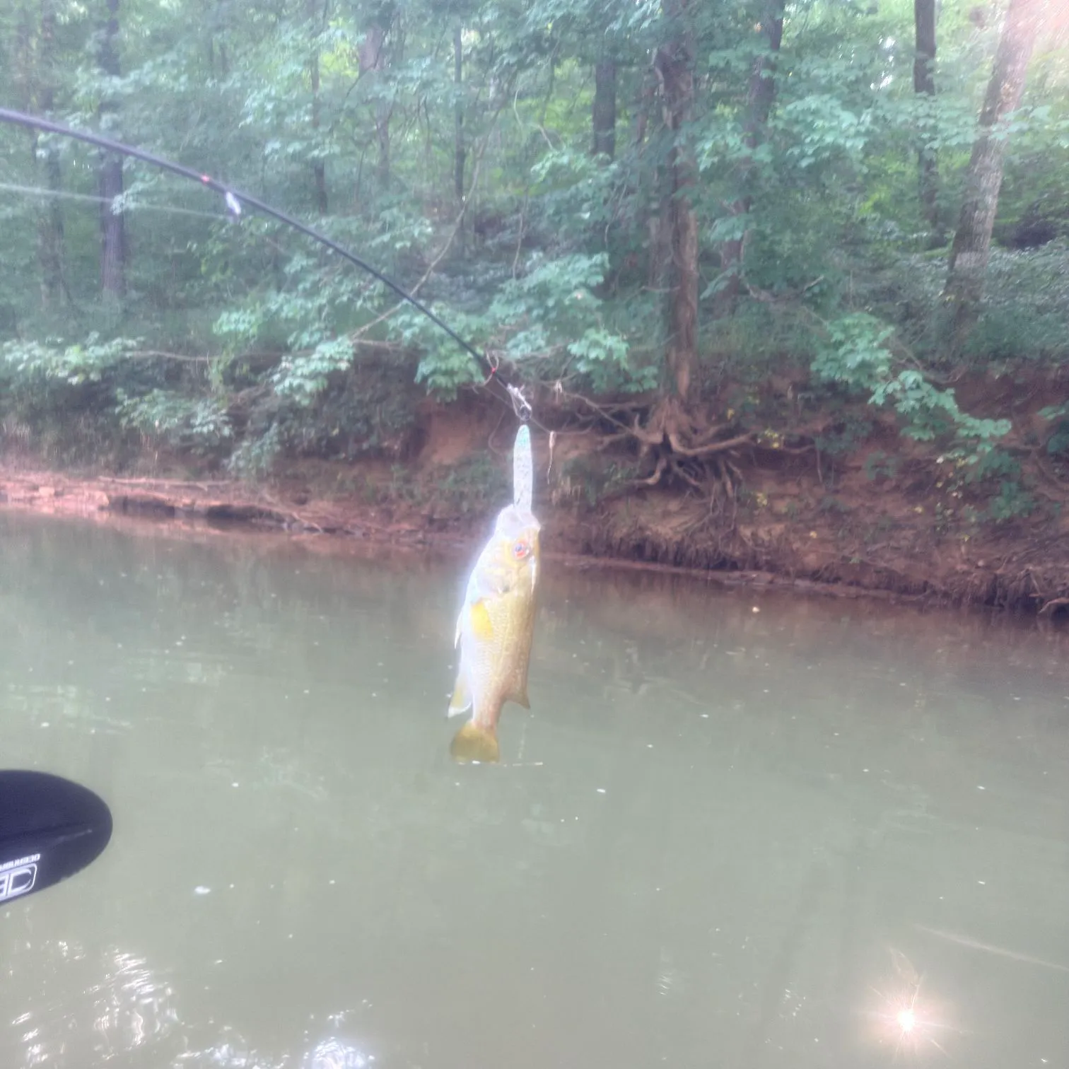 Rock bass caught on Fishbrain