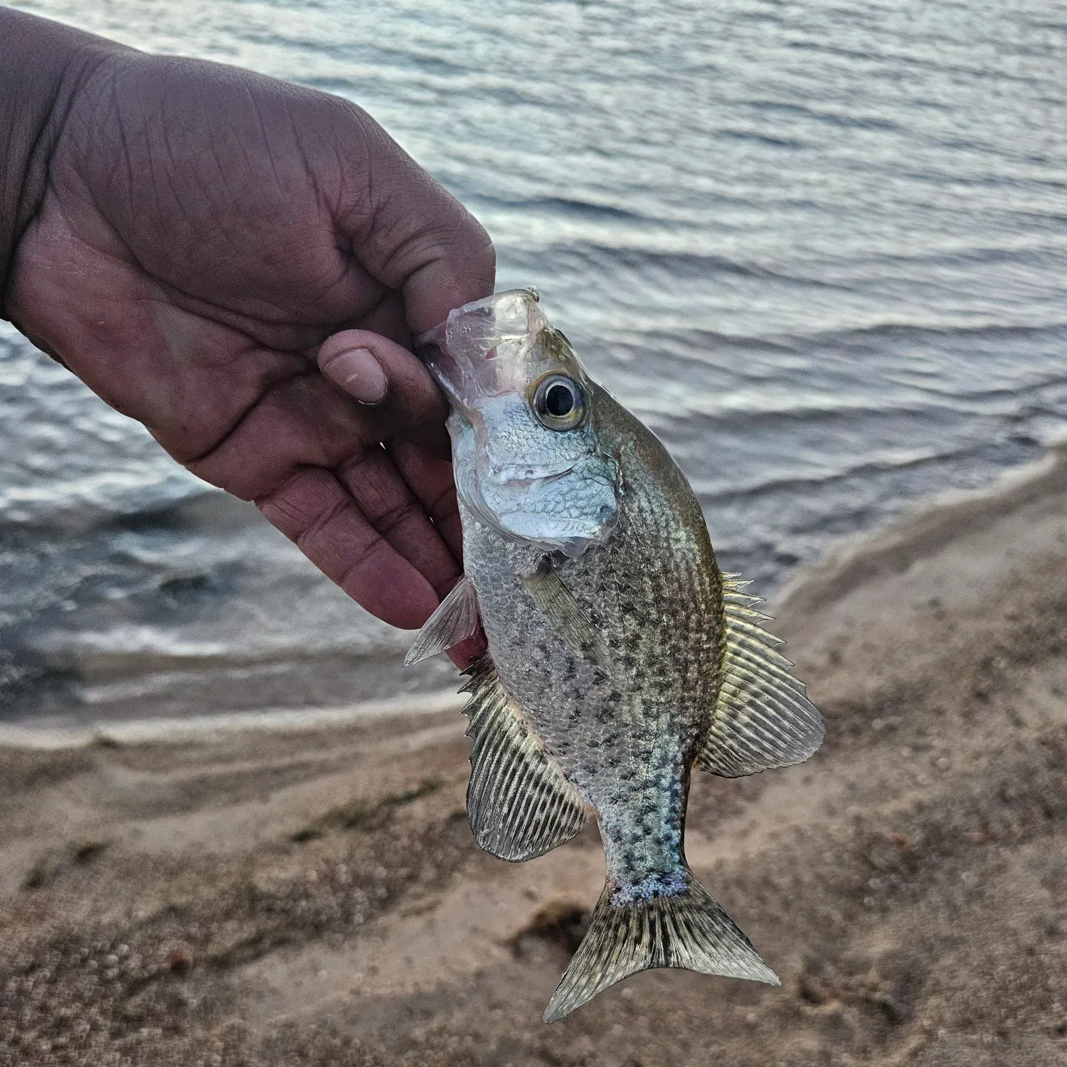 White crappie caught on Fishbrain
