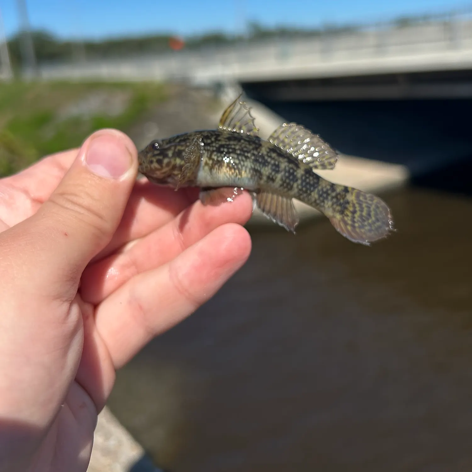The most recent Frillfin goby catches on Fishbrain