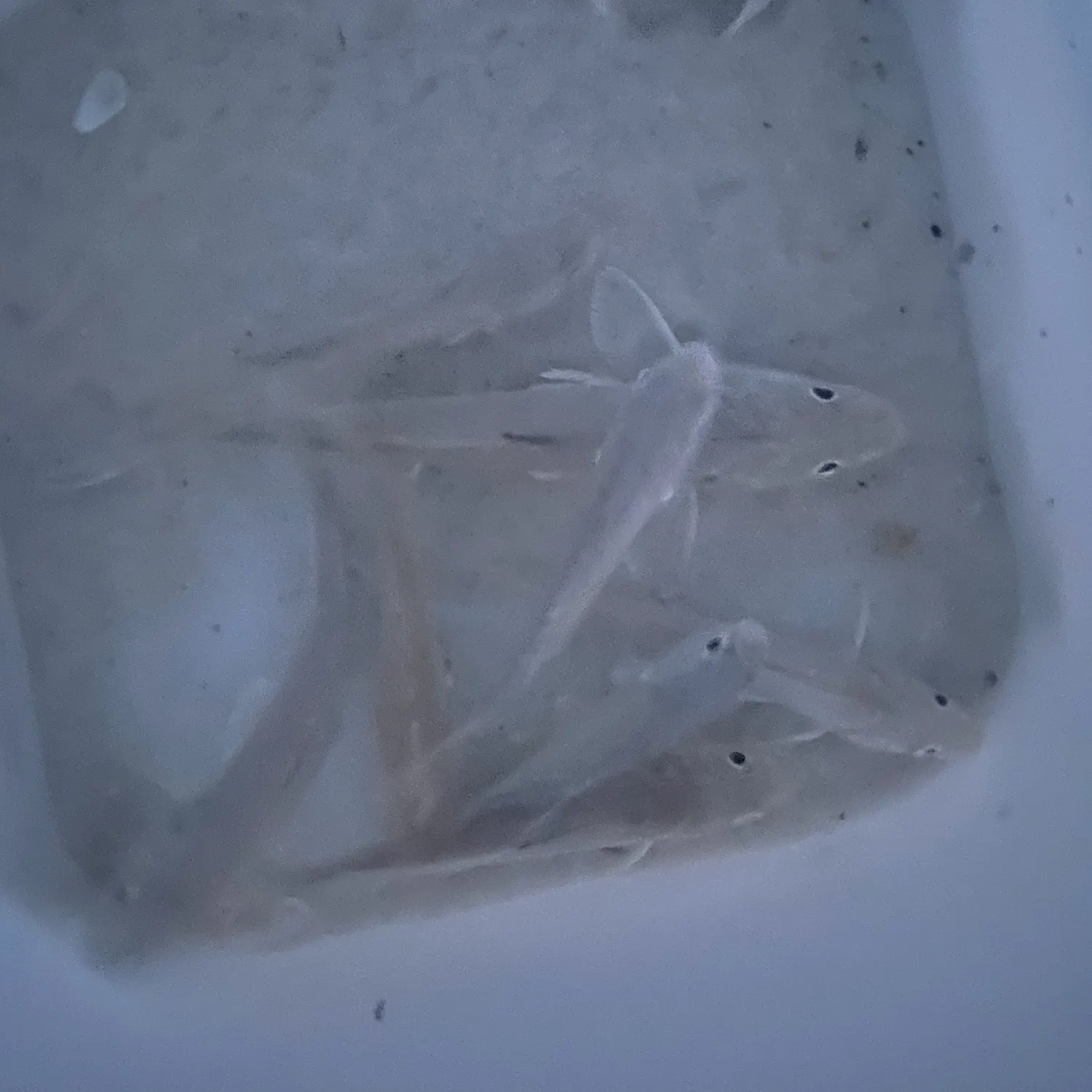 The most recent Piked dogfish catches on Fishbrain