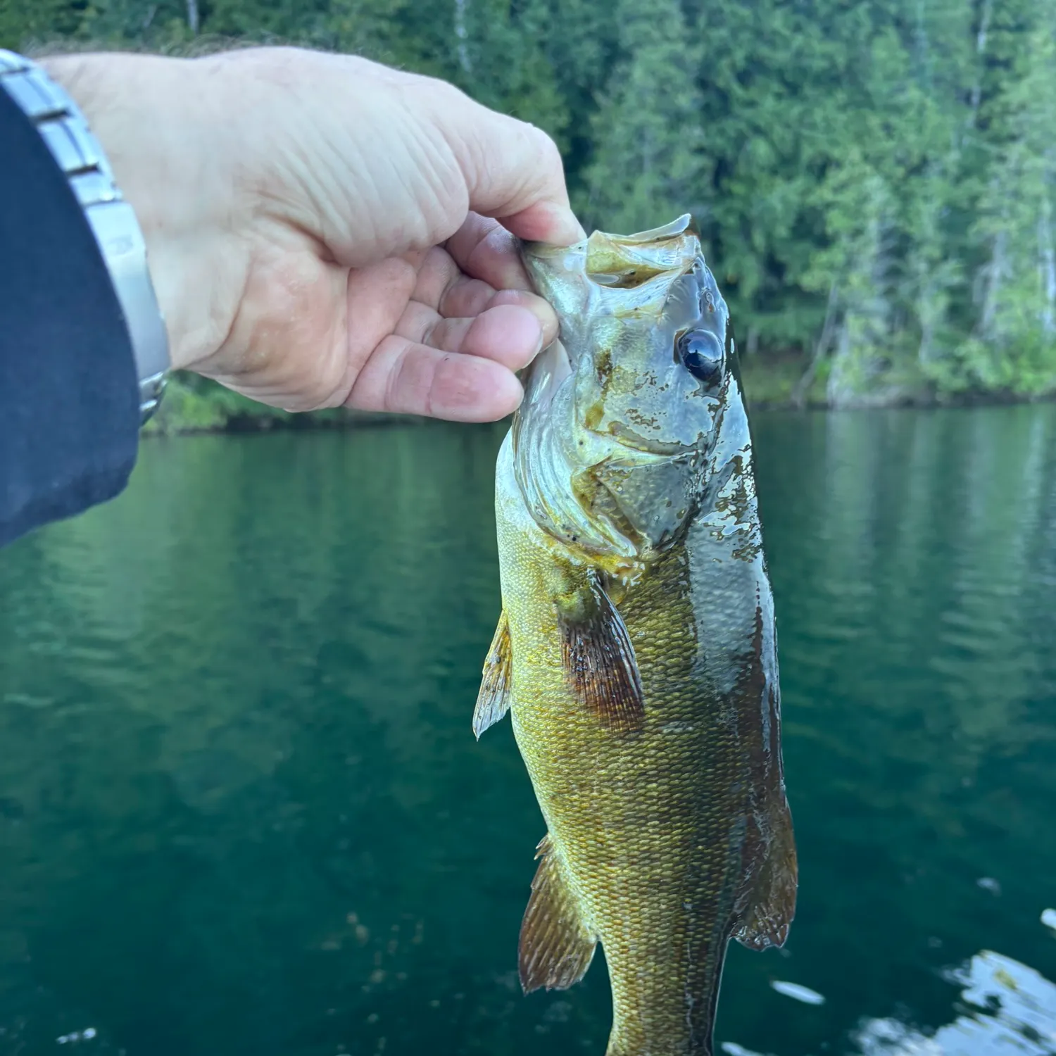 Smallmouth bass caught on Fishbrain