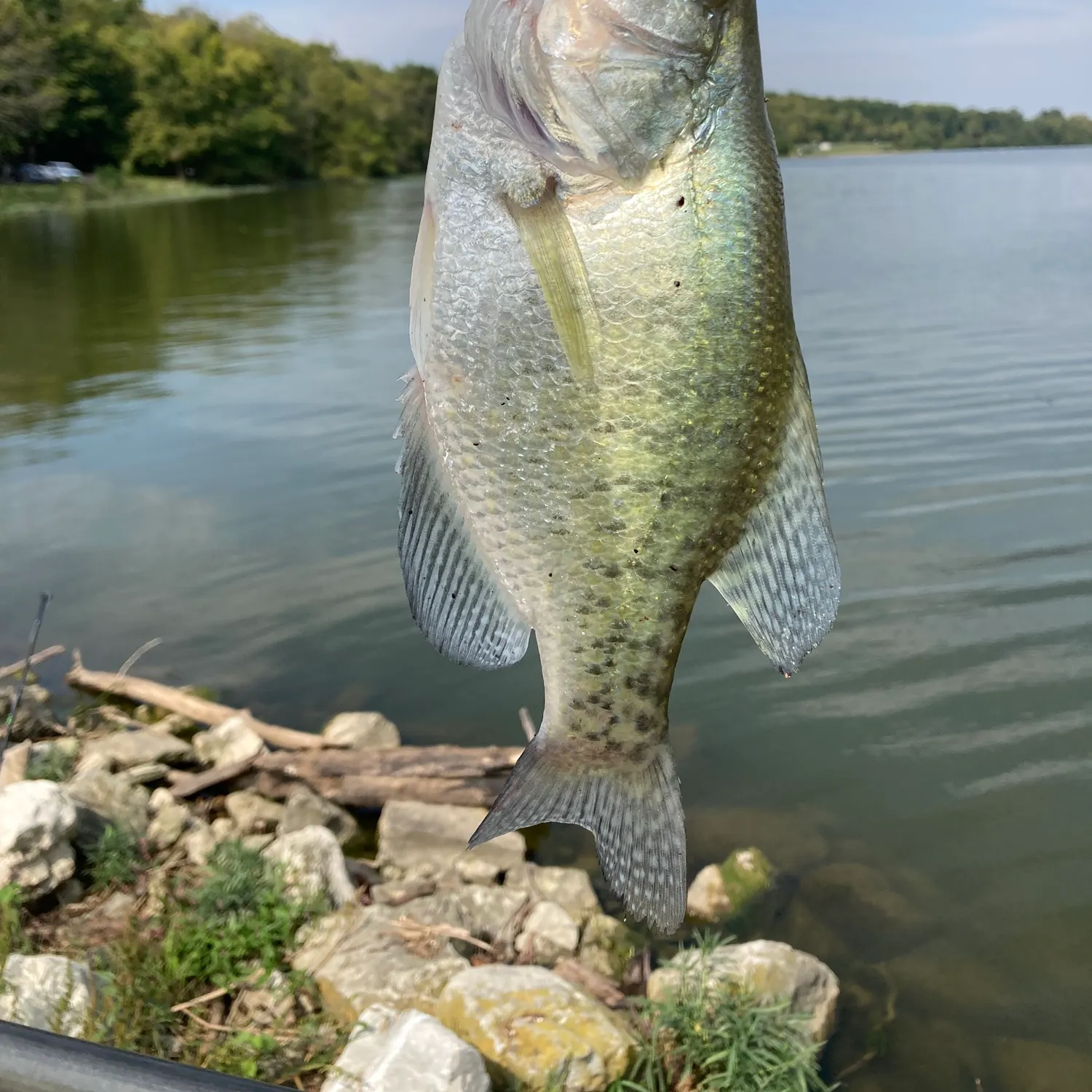 White crappie caught on Fishbrain