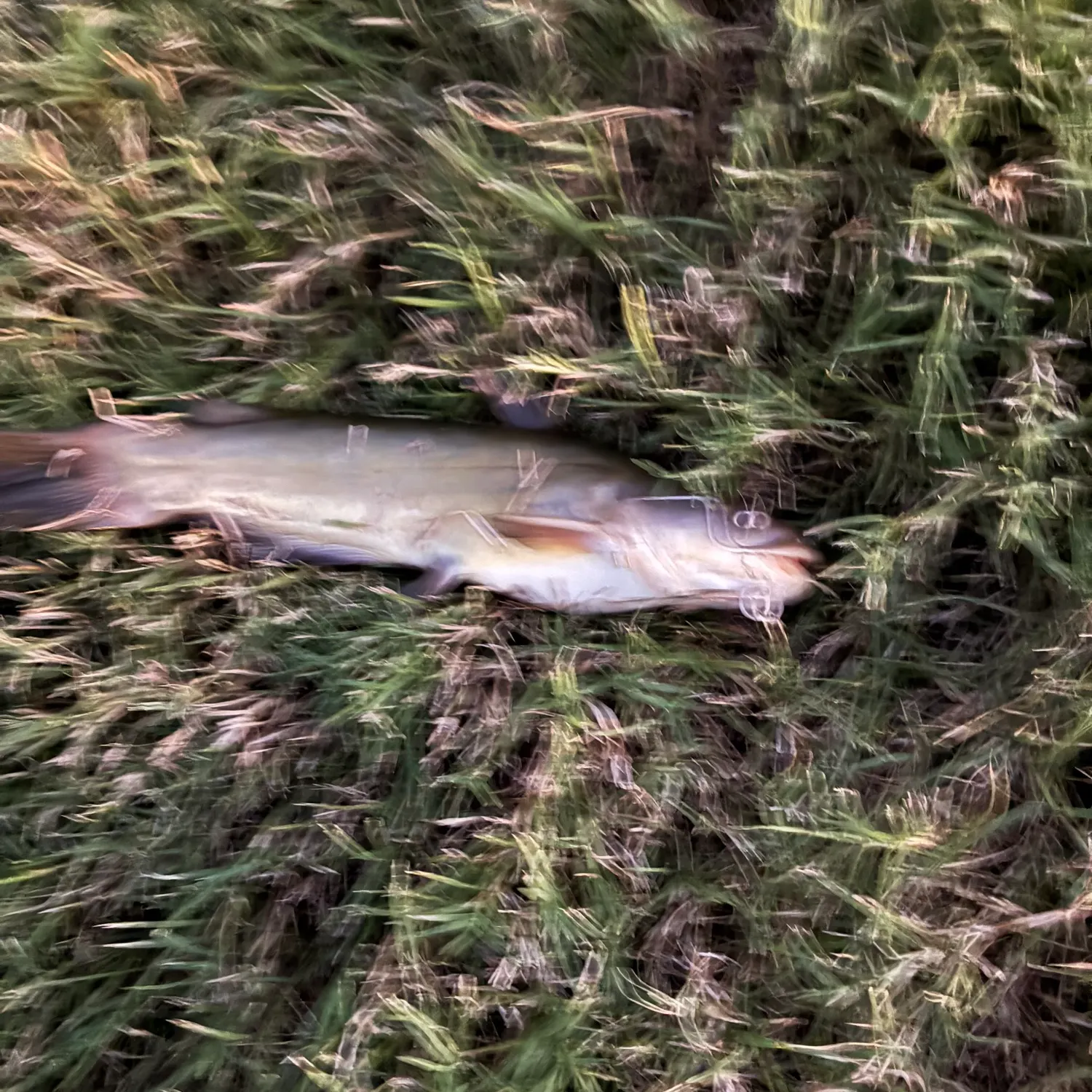 Yellow bullhead caught on Fishbrain