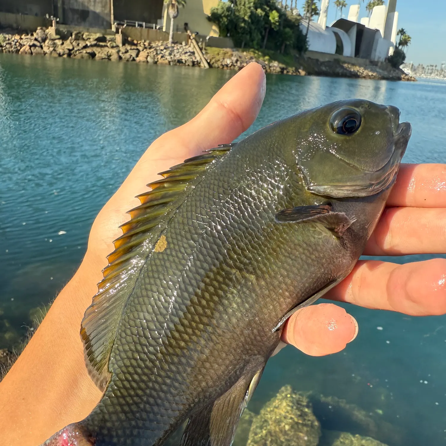 Opaleye caught on Fishbrain