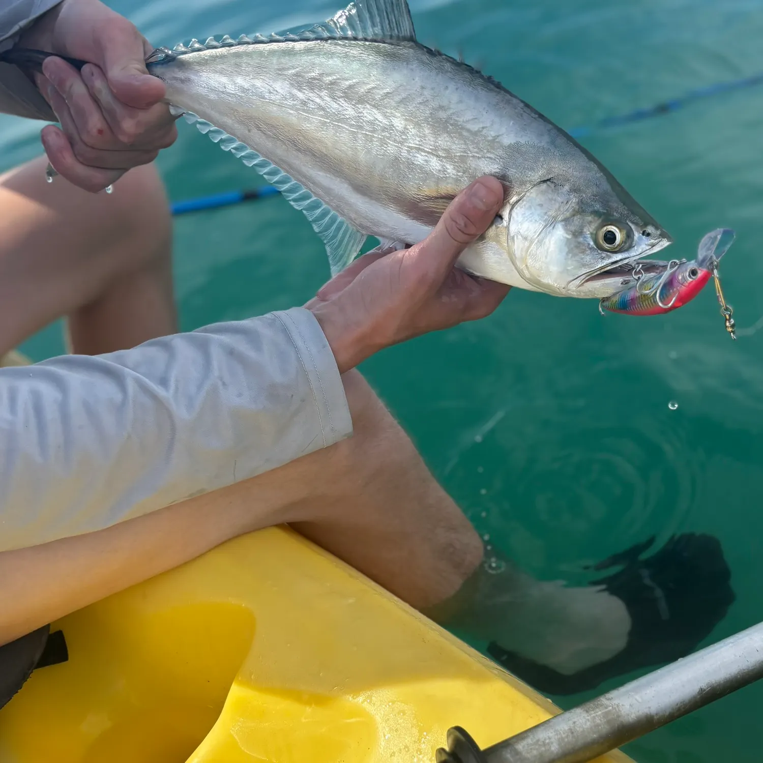 The most recent Longjaw leatherjacket catches on Fishbrain