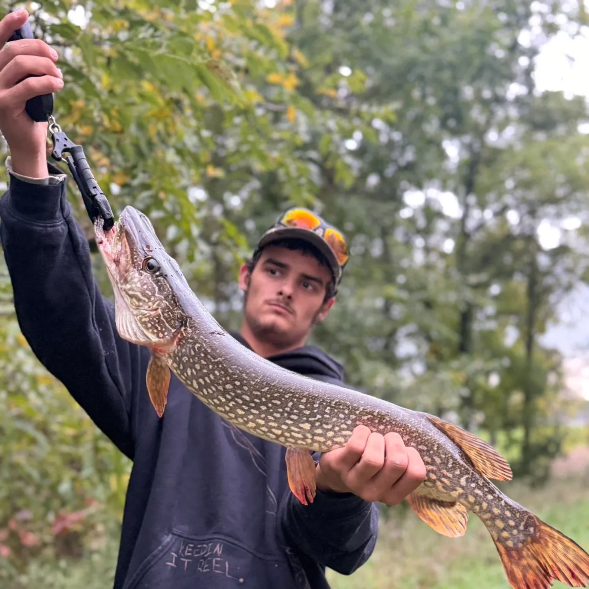 Northern pike caught on Fishbrain