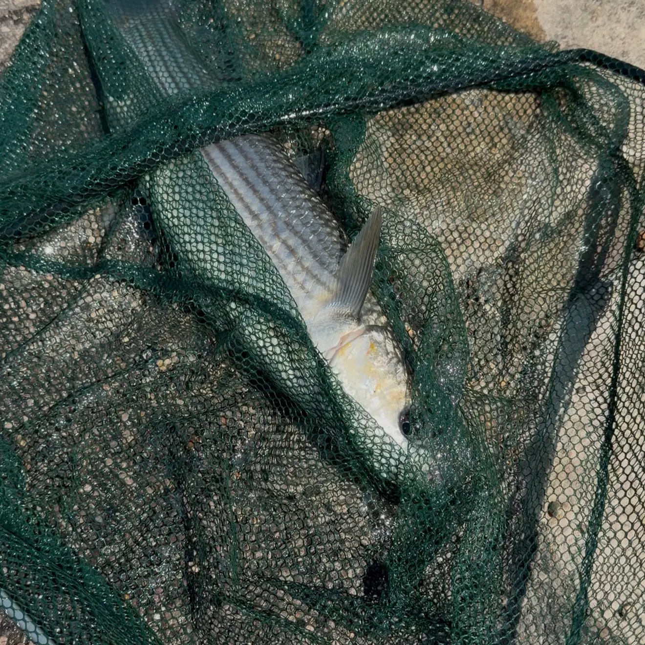 The most recent Thicklip grey mullet catches on Fishbrain