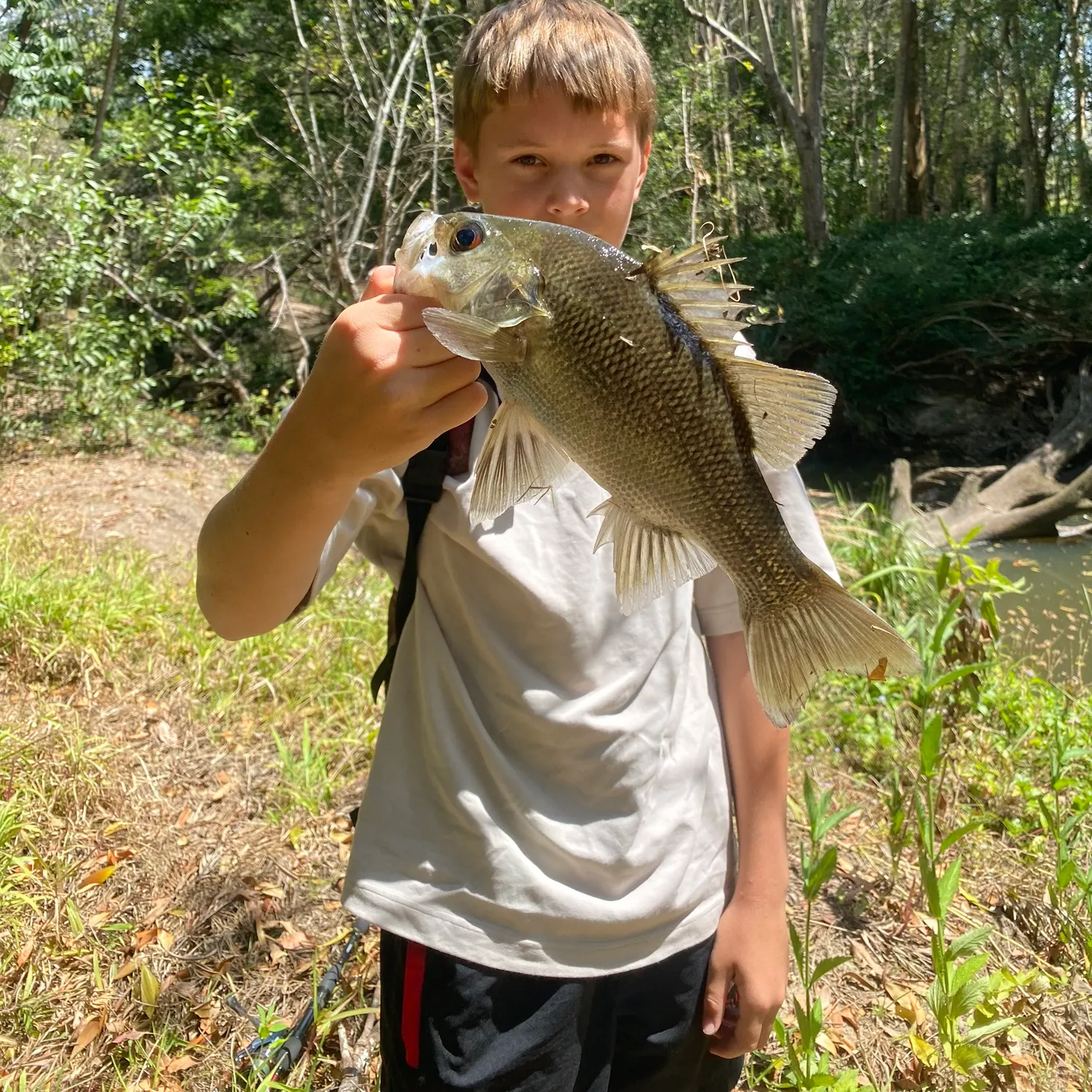 Australian bass caught on Fishbrain