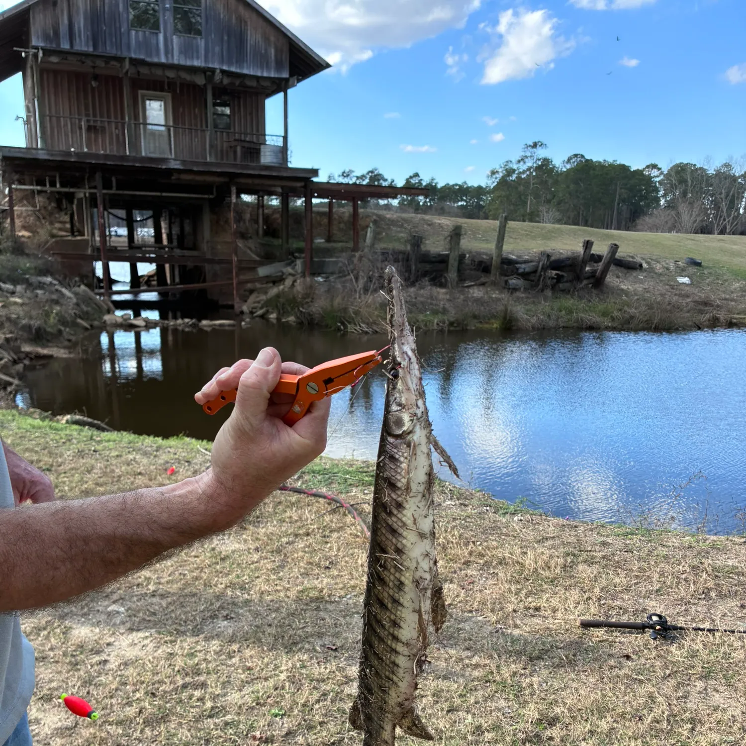 The most recent Spotted gar catches on Fishbrain