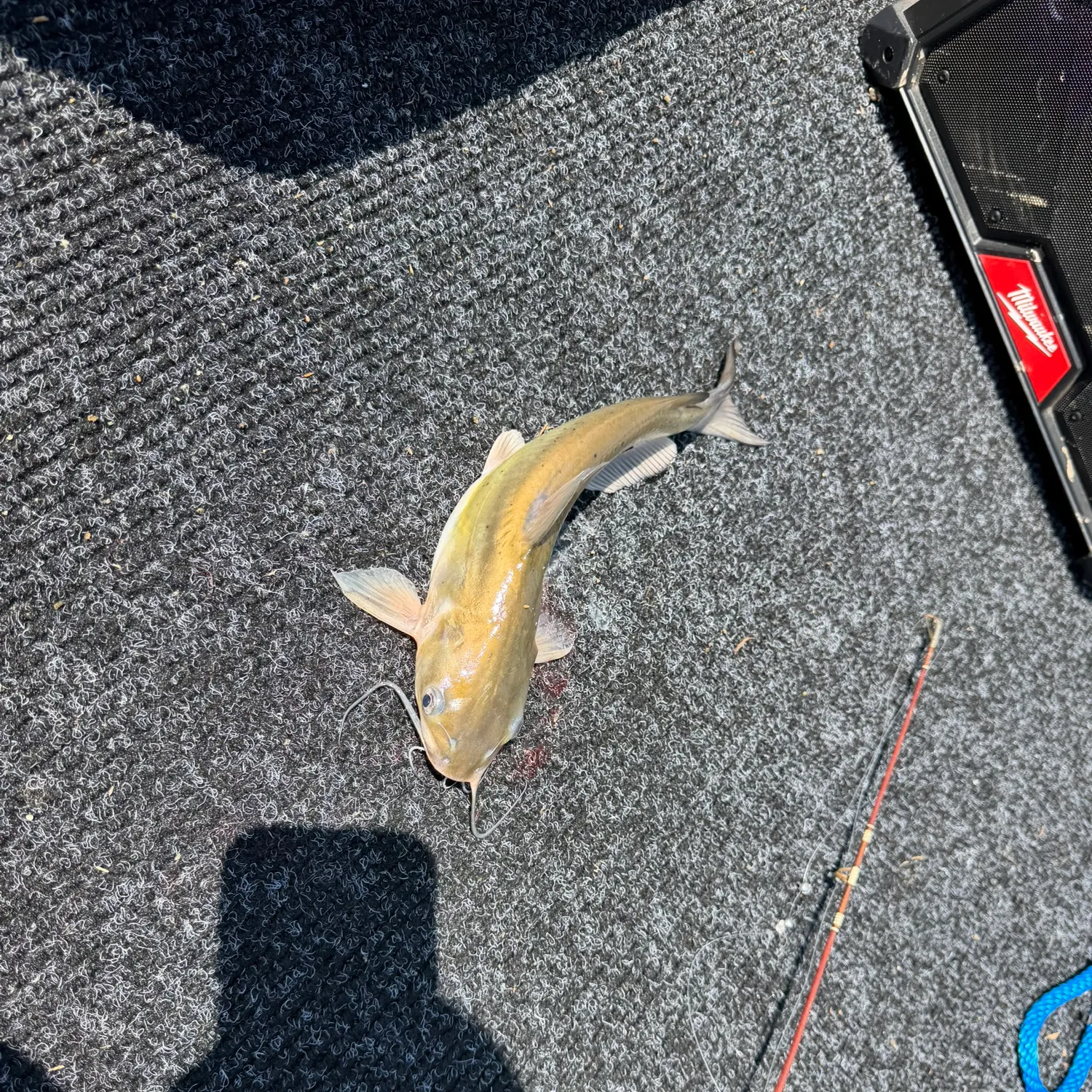 Channel catfish caught on Fishbrain