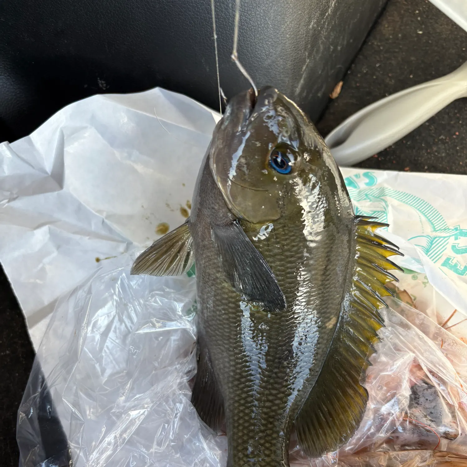 The most recent Opaleye catches on Fishbrain