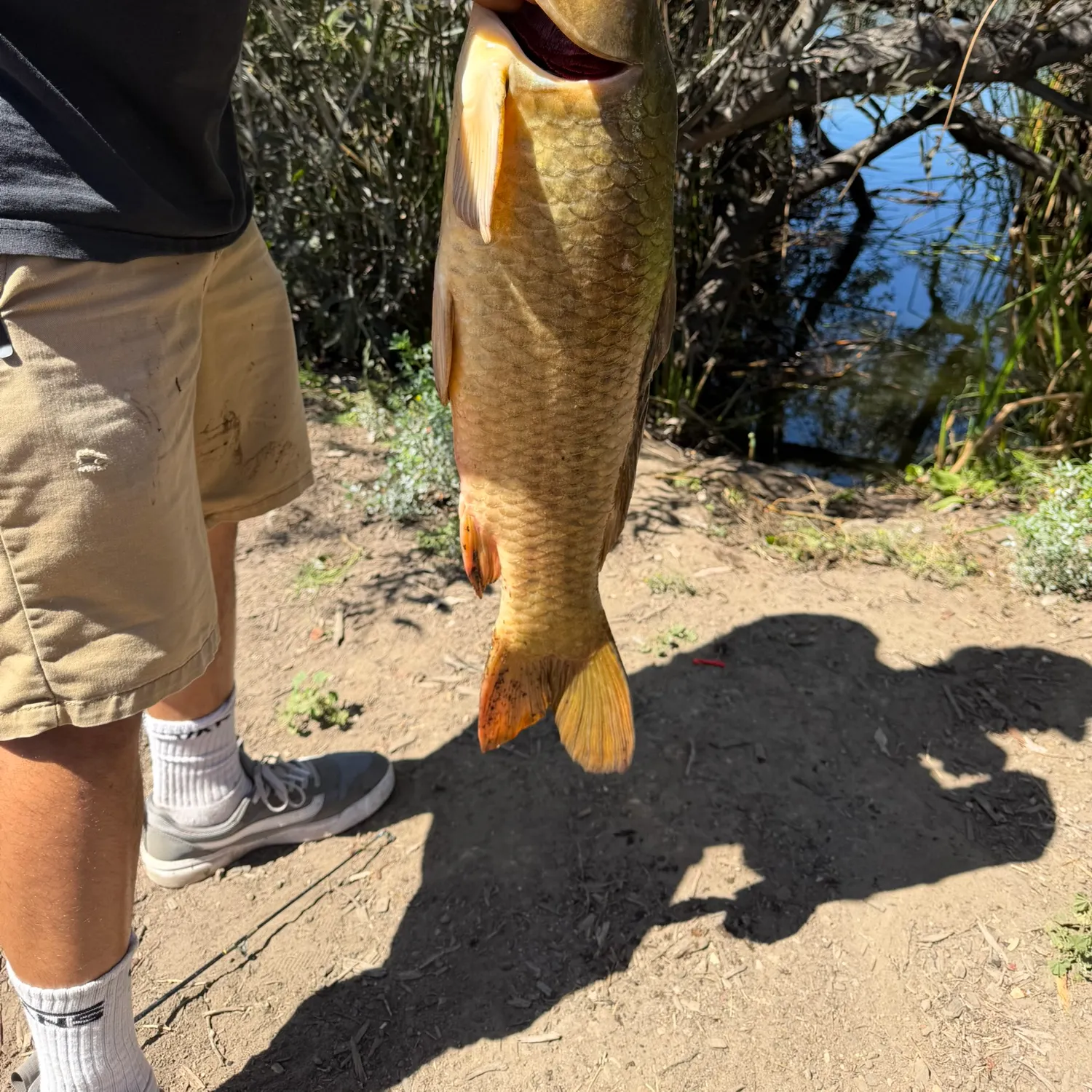 Common carp caught on Fishbrain