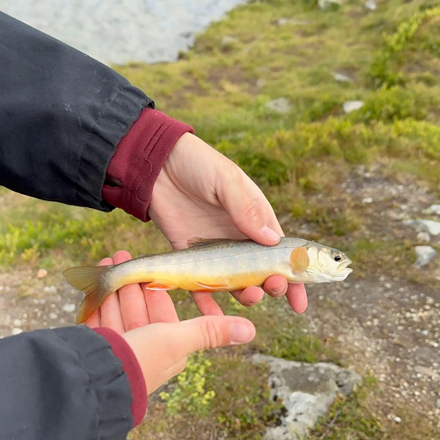 The most recent Arctic char catches on Fishbrain