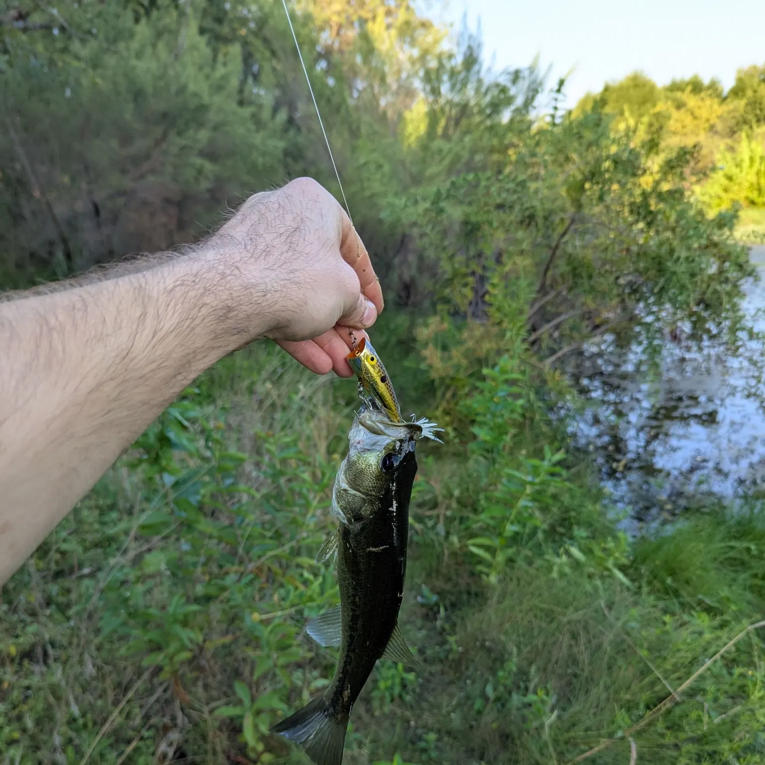 Largemouth bass caught on Fishbrain