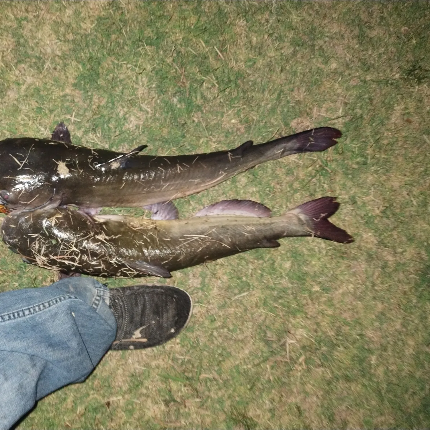 angler catch