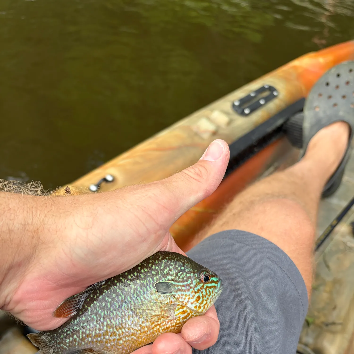 The most recent Longear sunfish catches on Fishbrain