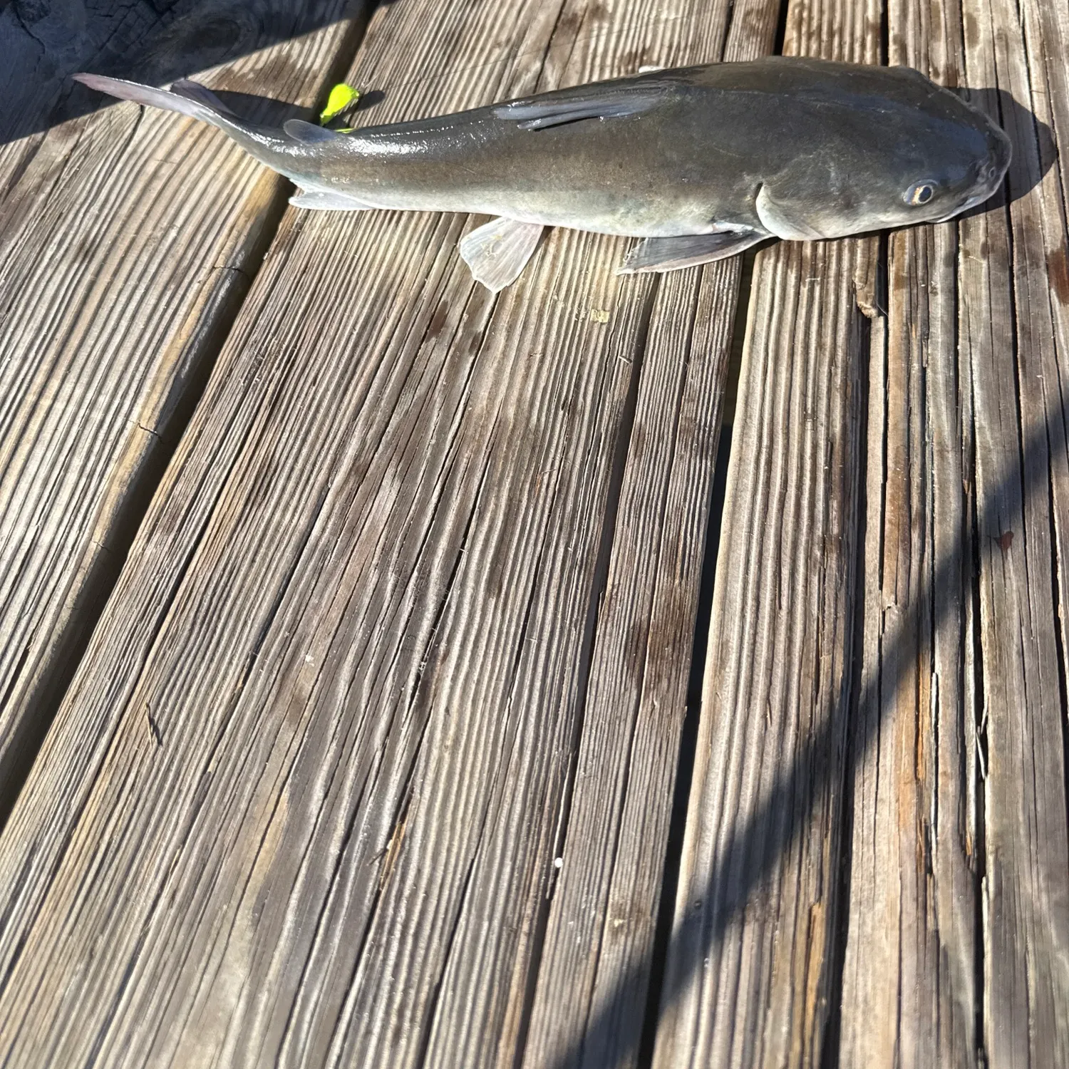 The most recent Hardhead sea catfish catches on Fishbrain