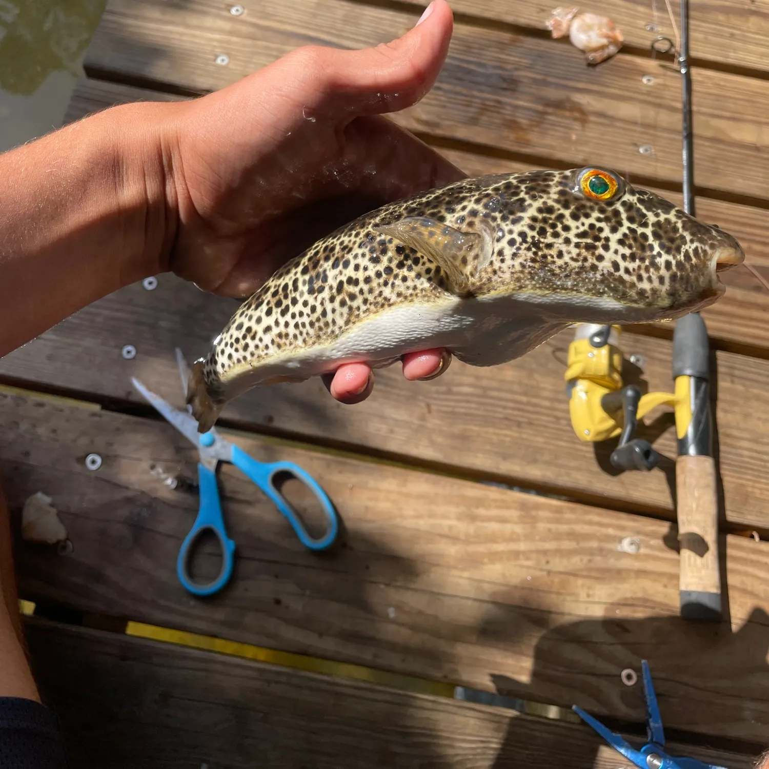 The most recent Checkered puffer catches on Fishbrain
