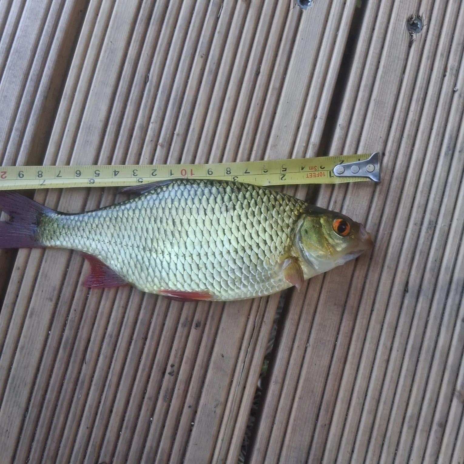 Common rudd caught on Fishbrain