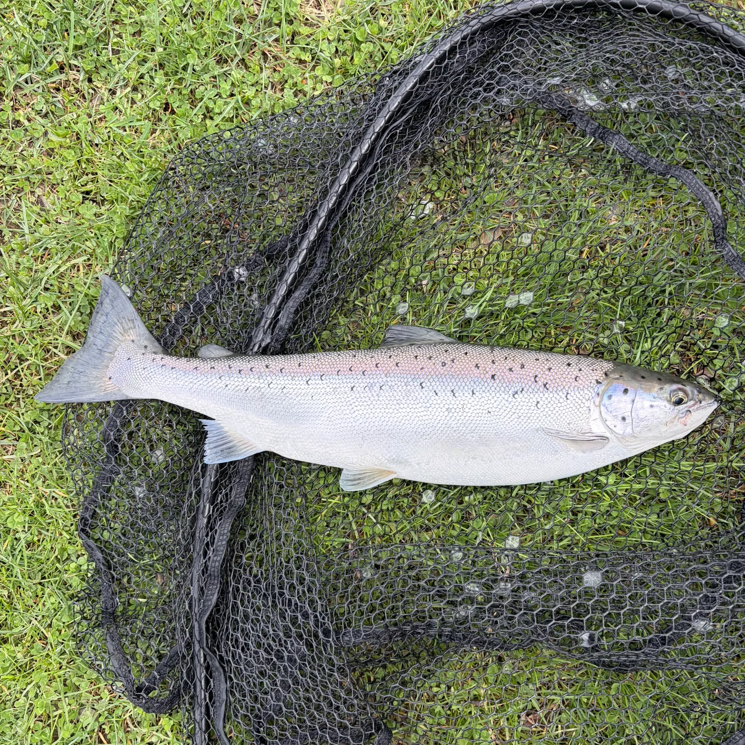 The most recent Landlocked atlantic salmon catches on Fishbrain