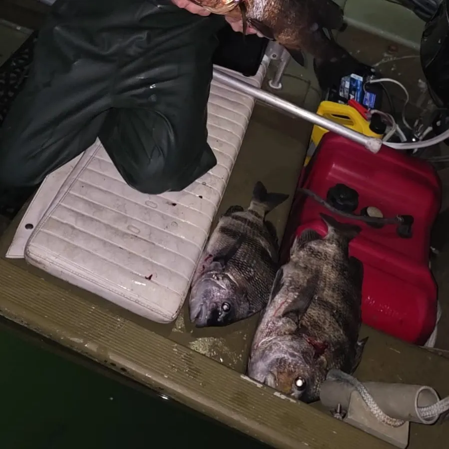 The most recent Cubera snapper catches on Fishbrain