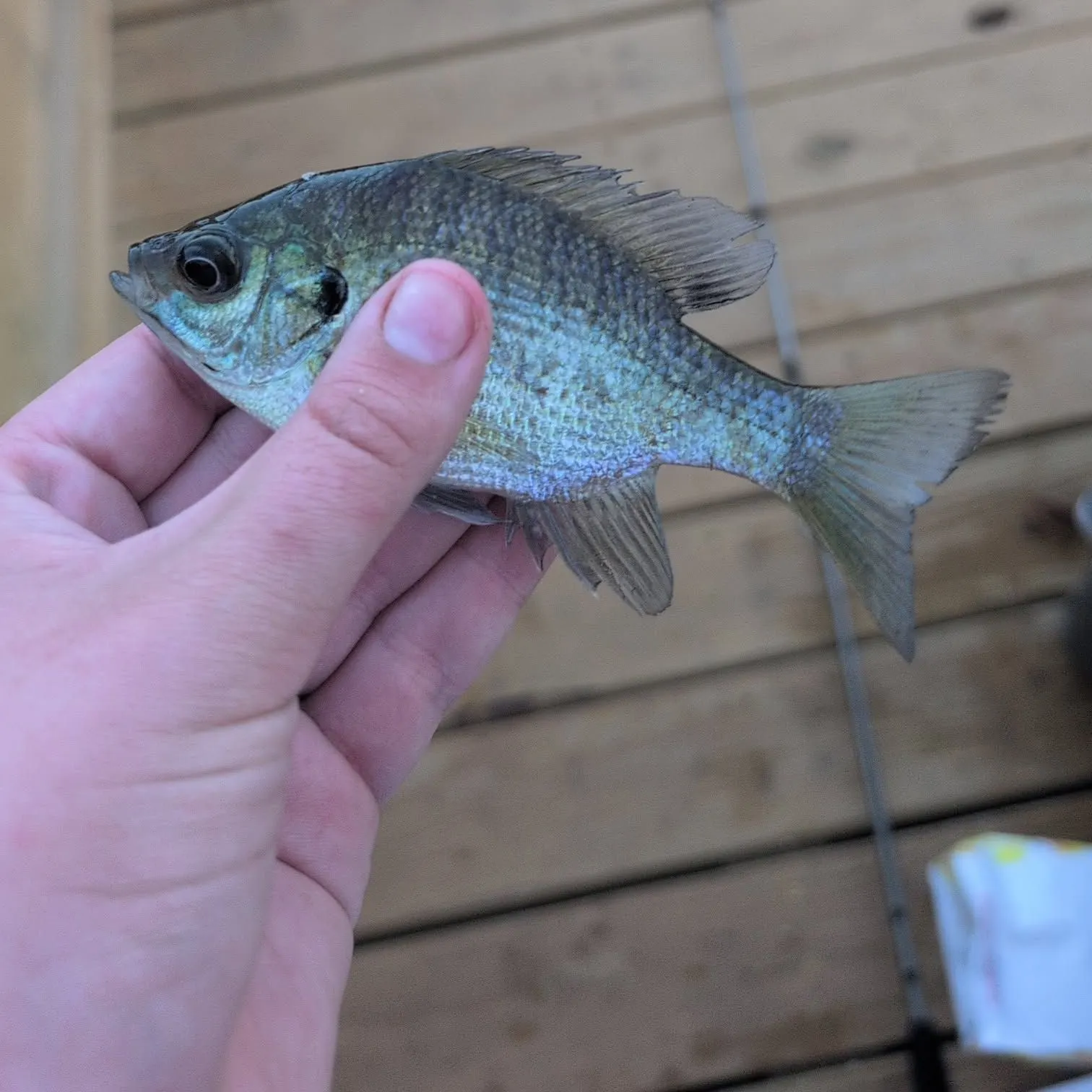 Bluegill caught on Fishbrain