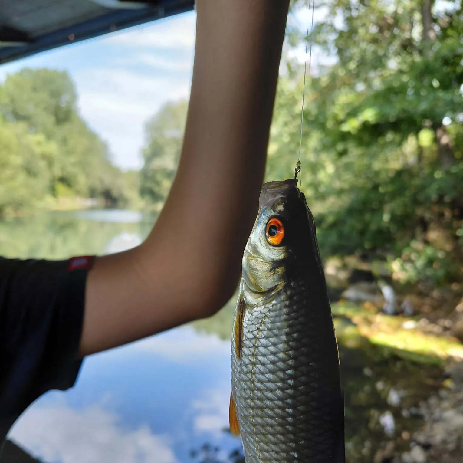 Common roach caught on Fishbrain