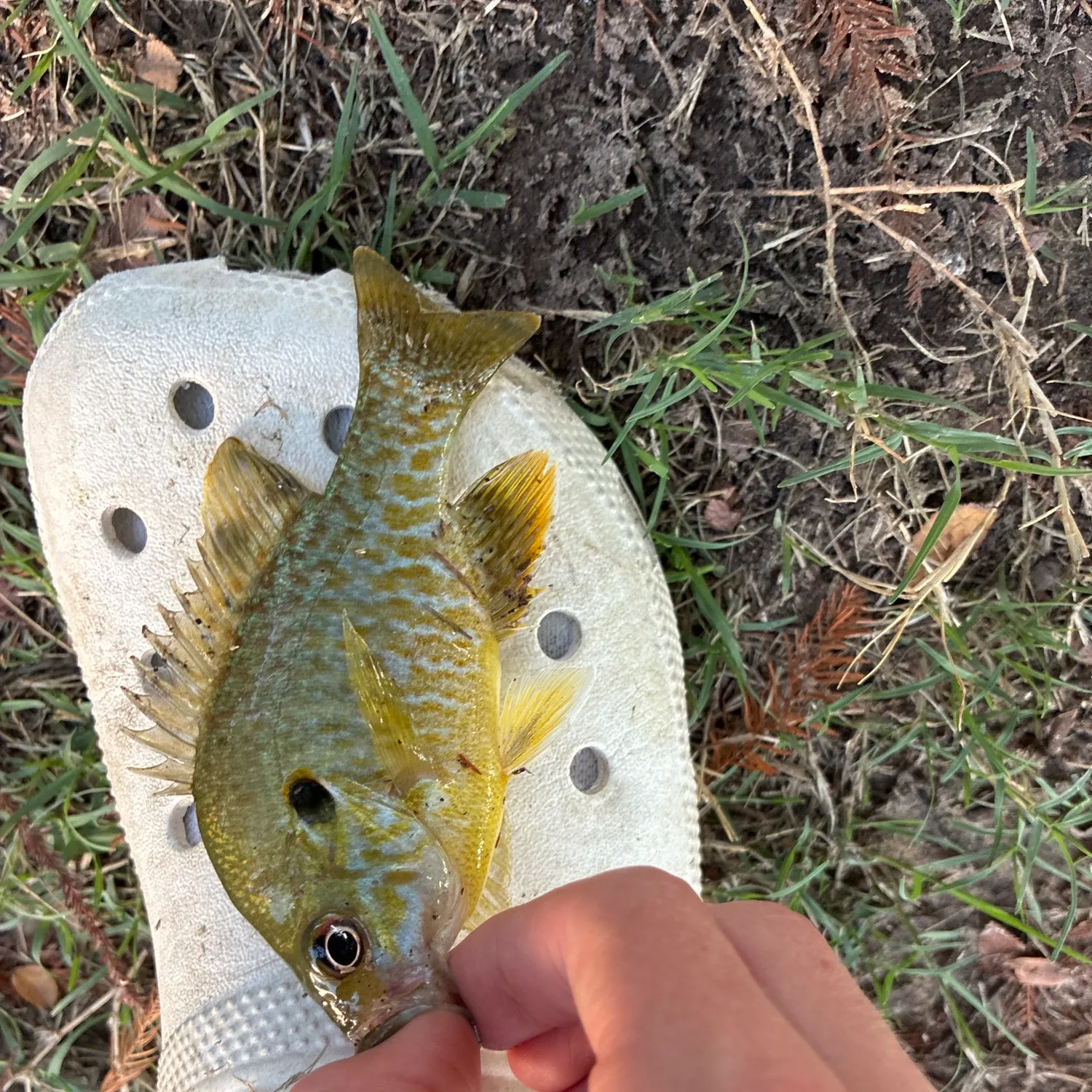 Bluegill caught on Fishbrain