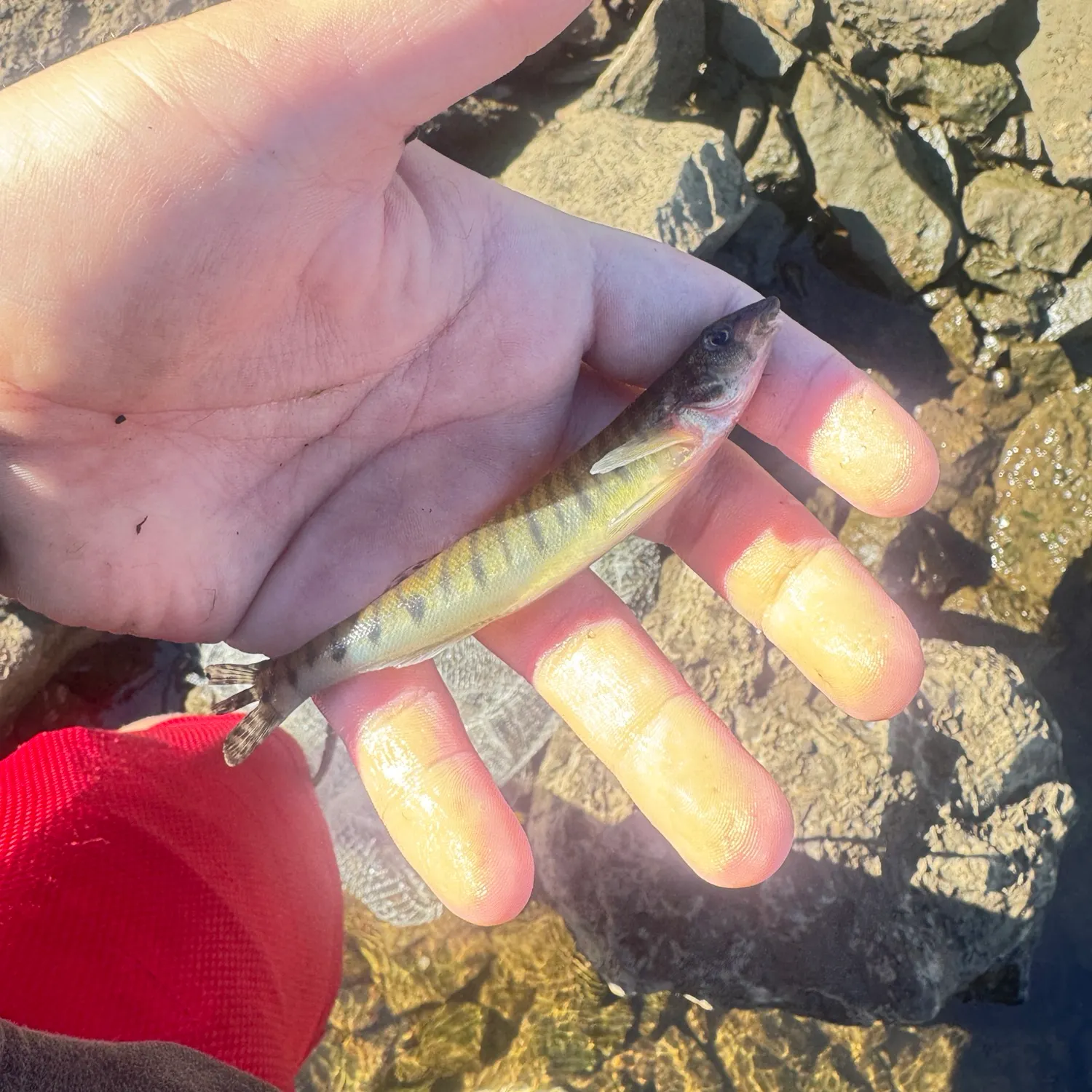 Common logperch caught on Fishbrain