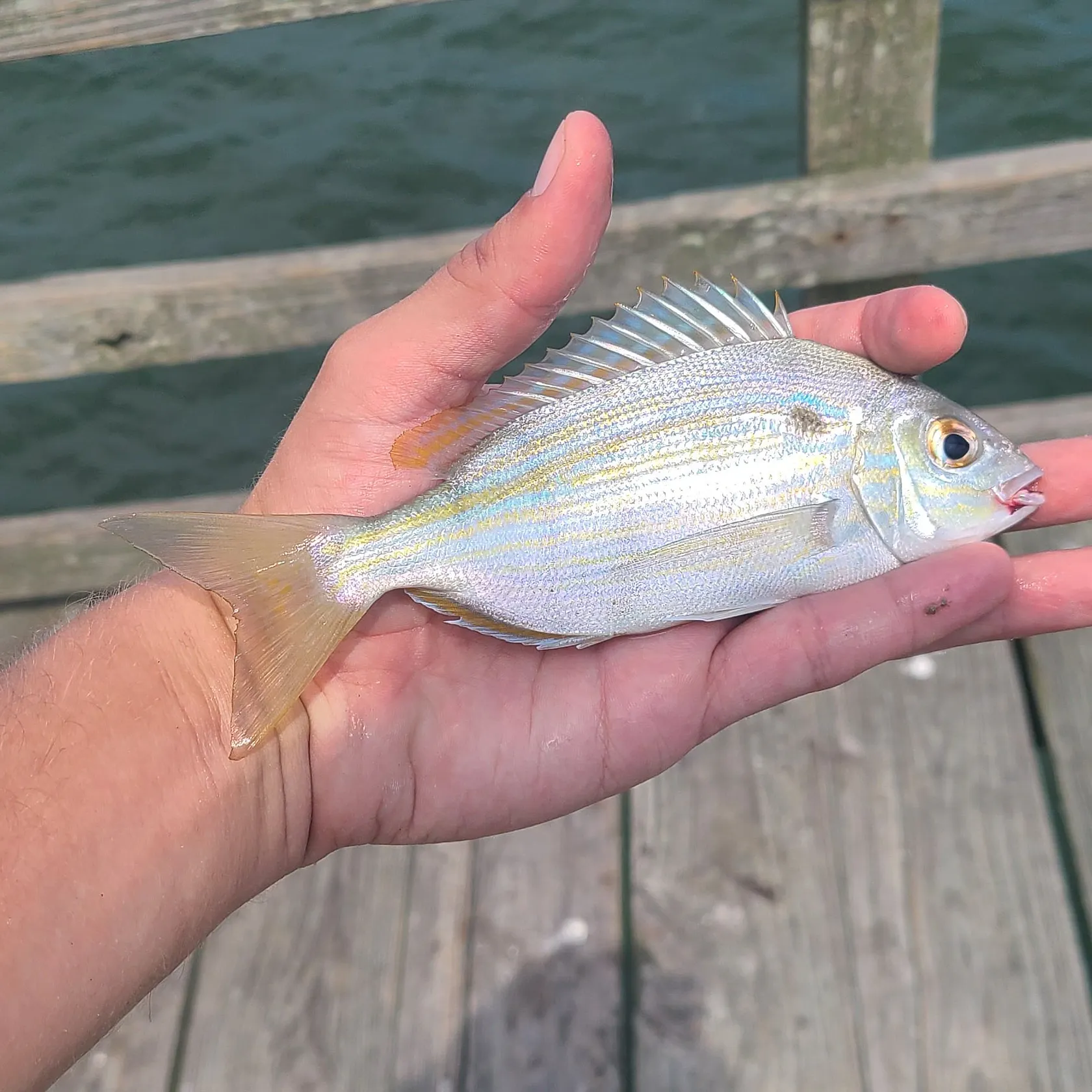 The most recent Pinfish catches on Fishbrain