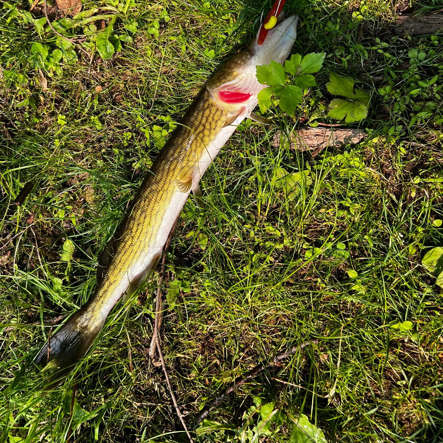 Fishing for Chain pickerel near you