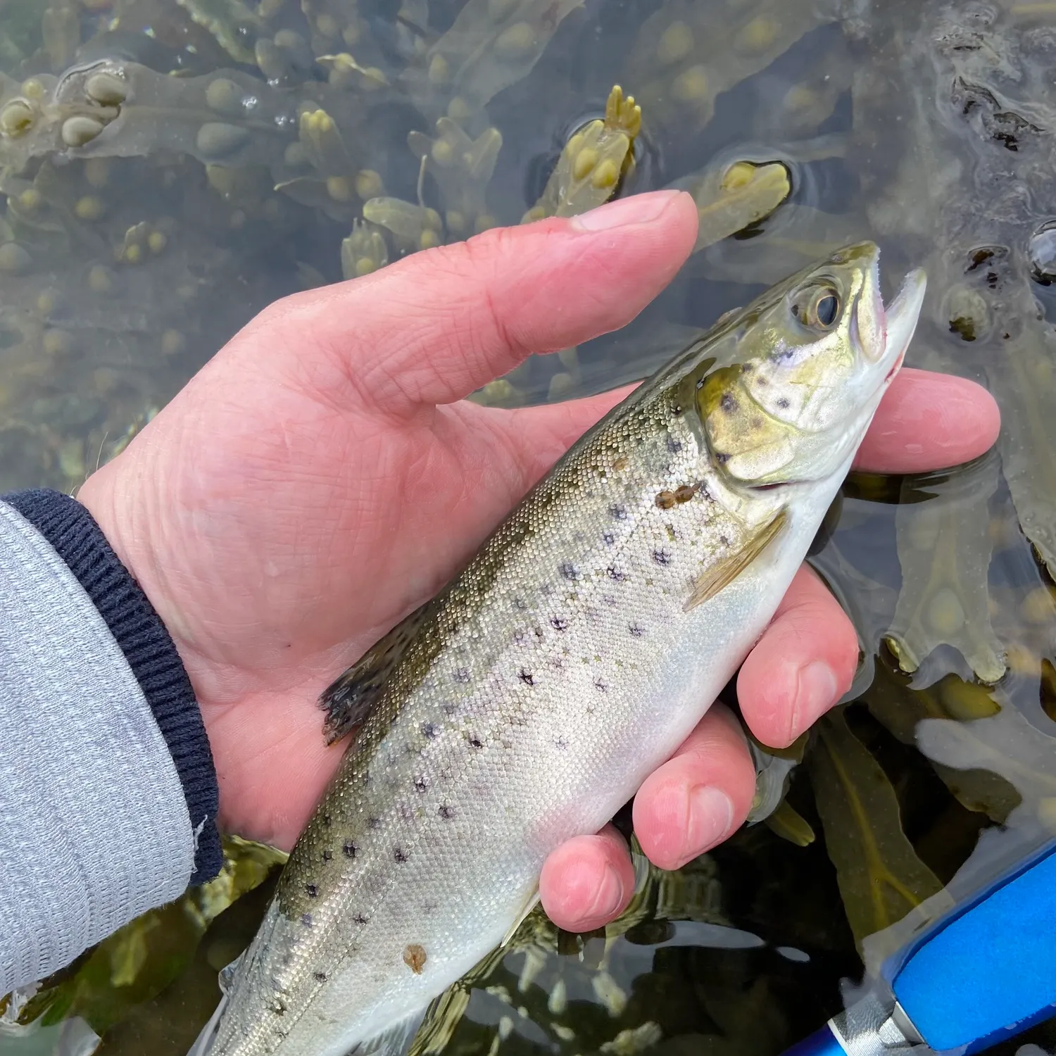 The most recent Sea trout catches on Fishbrain