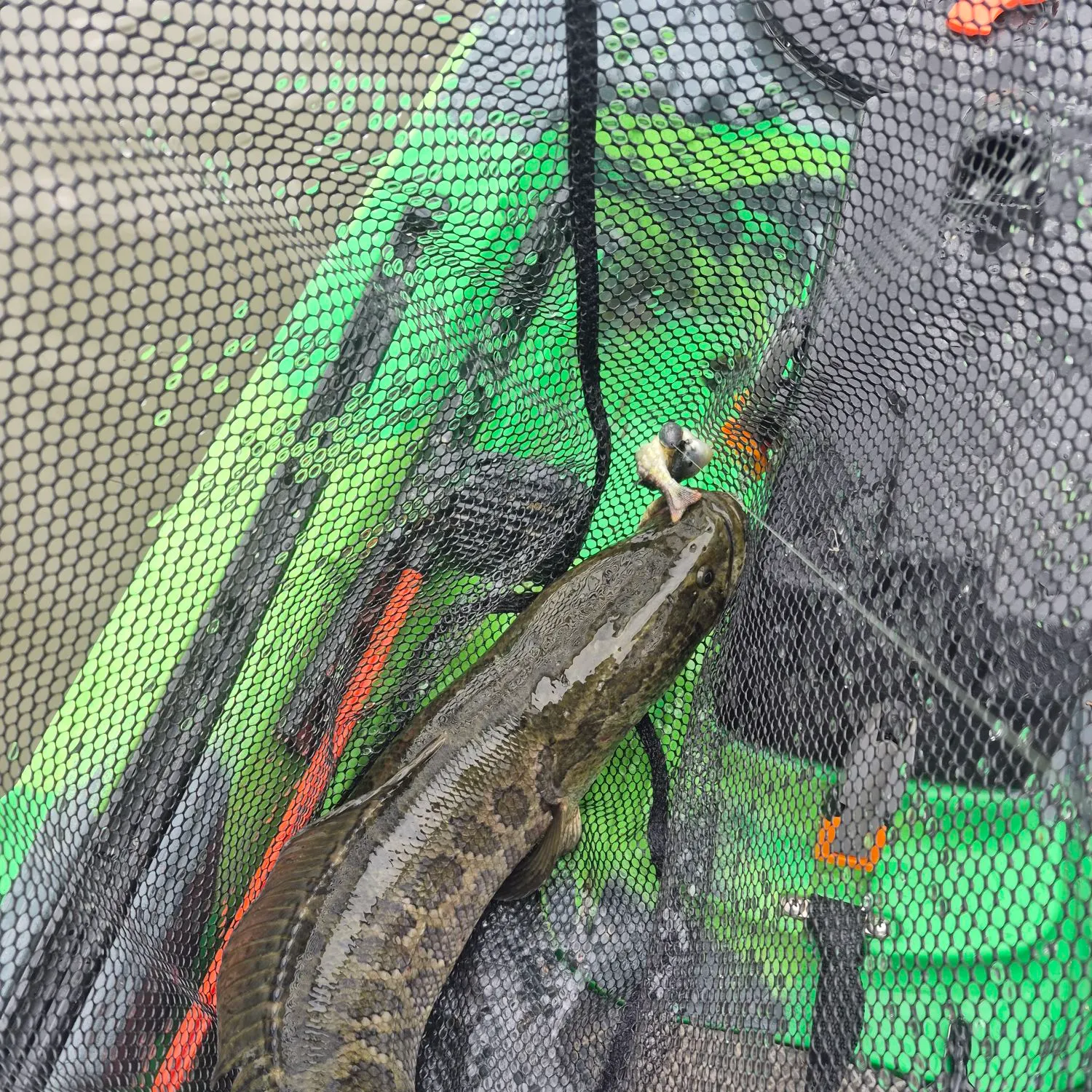 Northern snakehead caught on Fishbrain