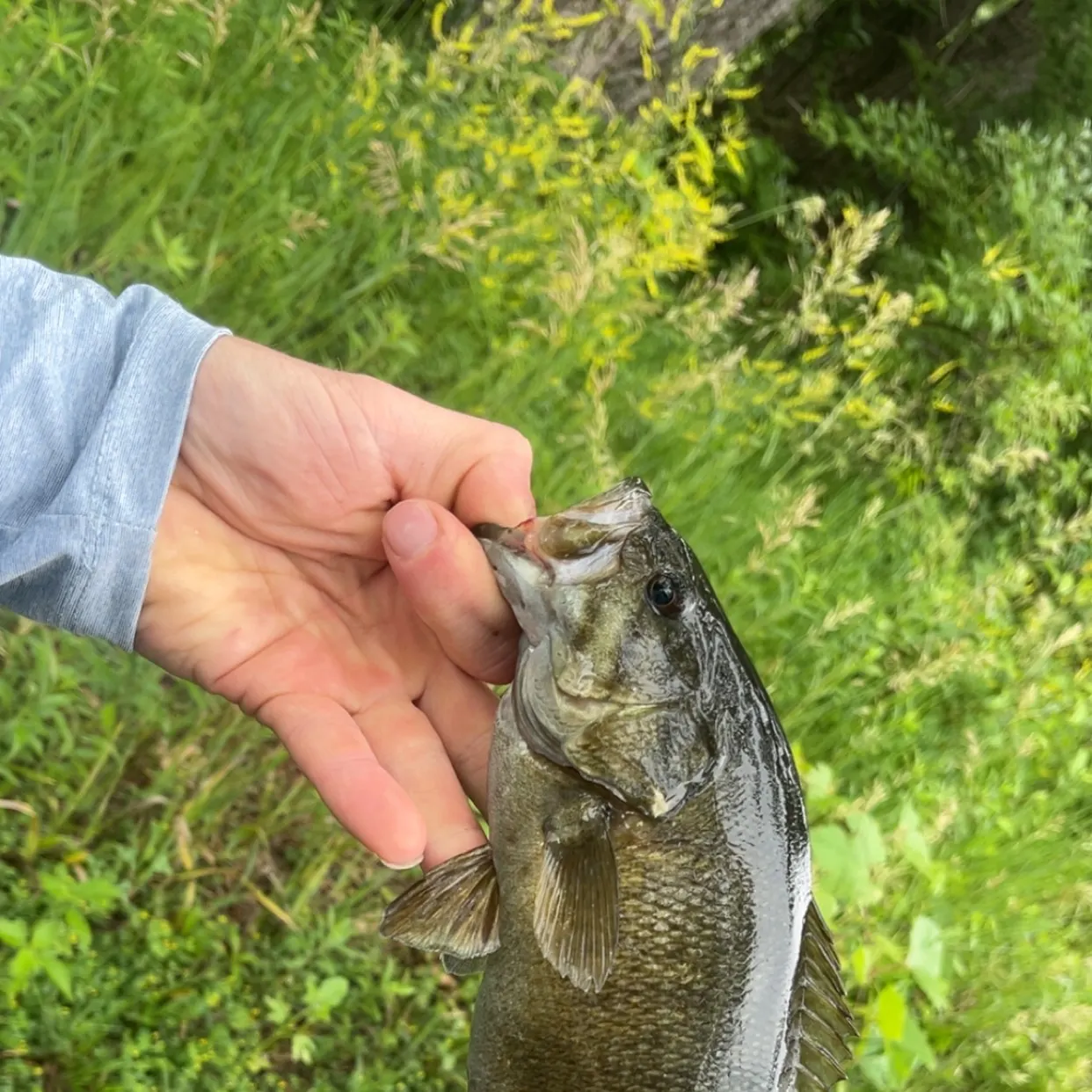 Smallmouth bass caught on Fishbrain