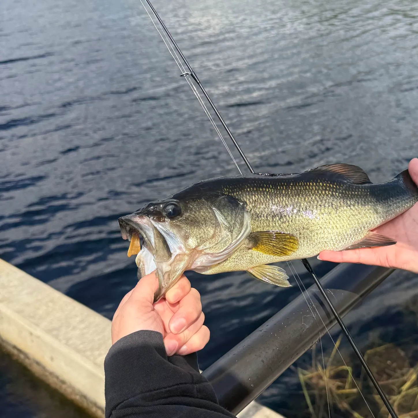 Largemouth bass caught on Fishbrain