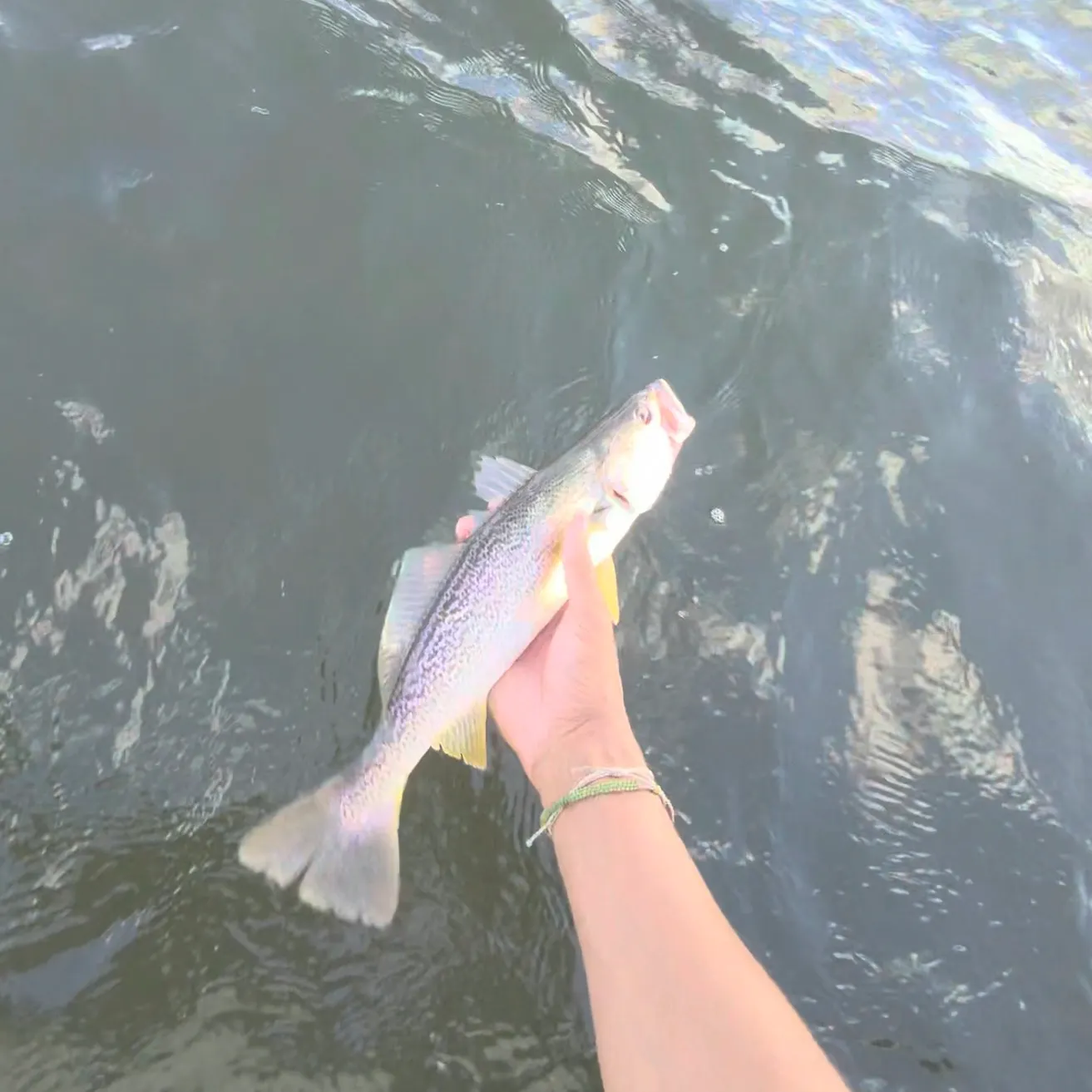 The most recent Gray weakfish catches on Fishbrain