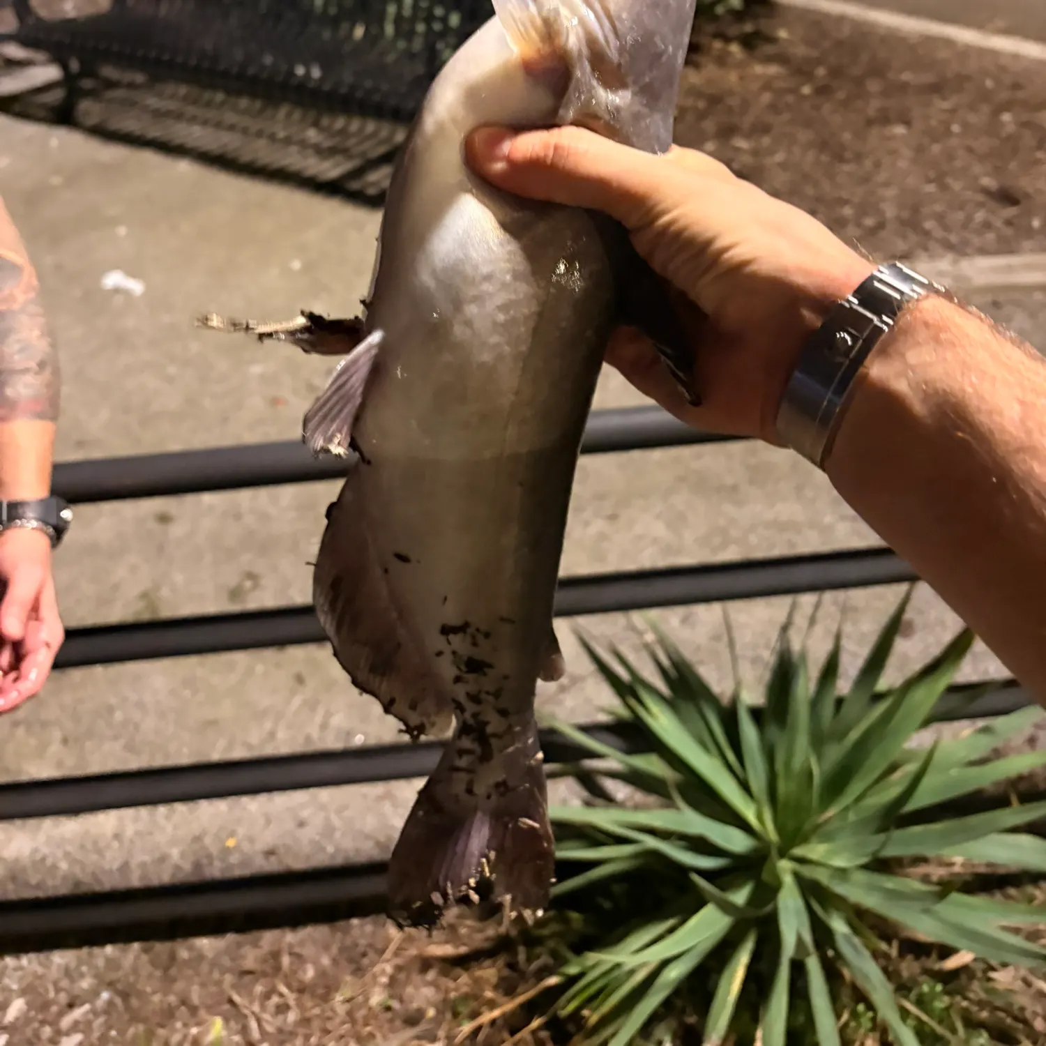Channel catfish caught on Fishbrain