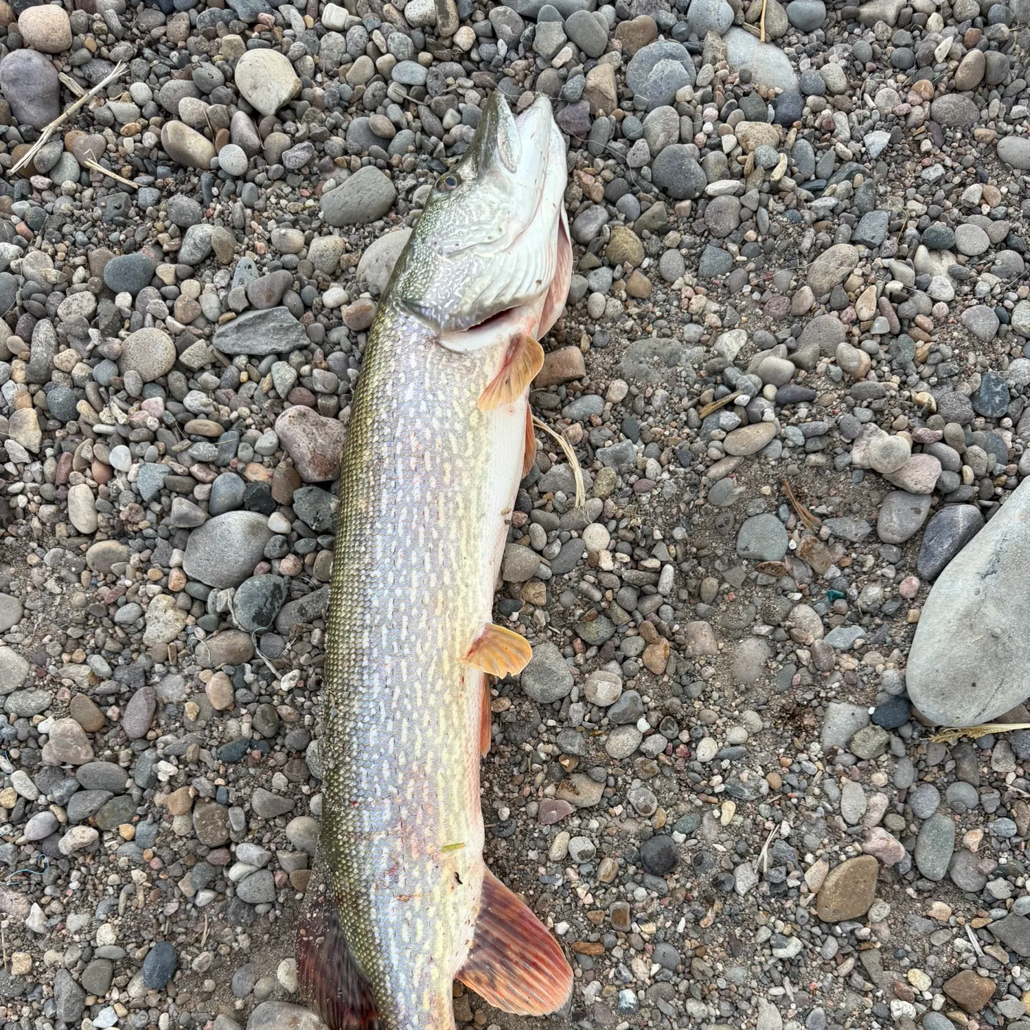 Northern pike caught on Fishbrain