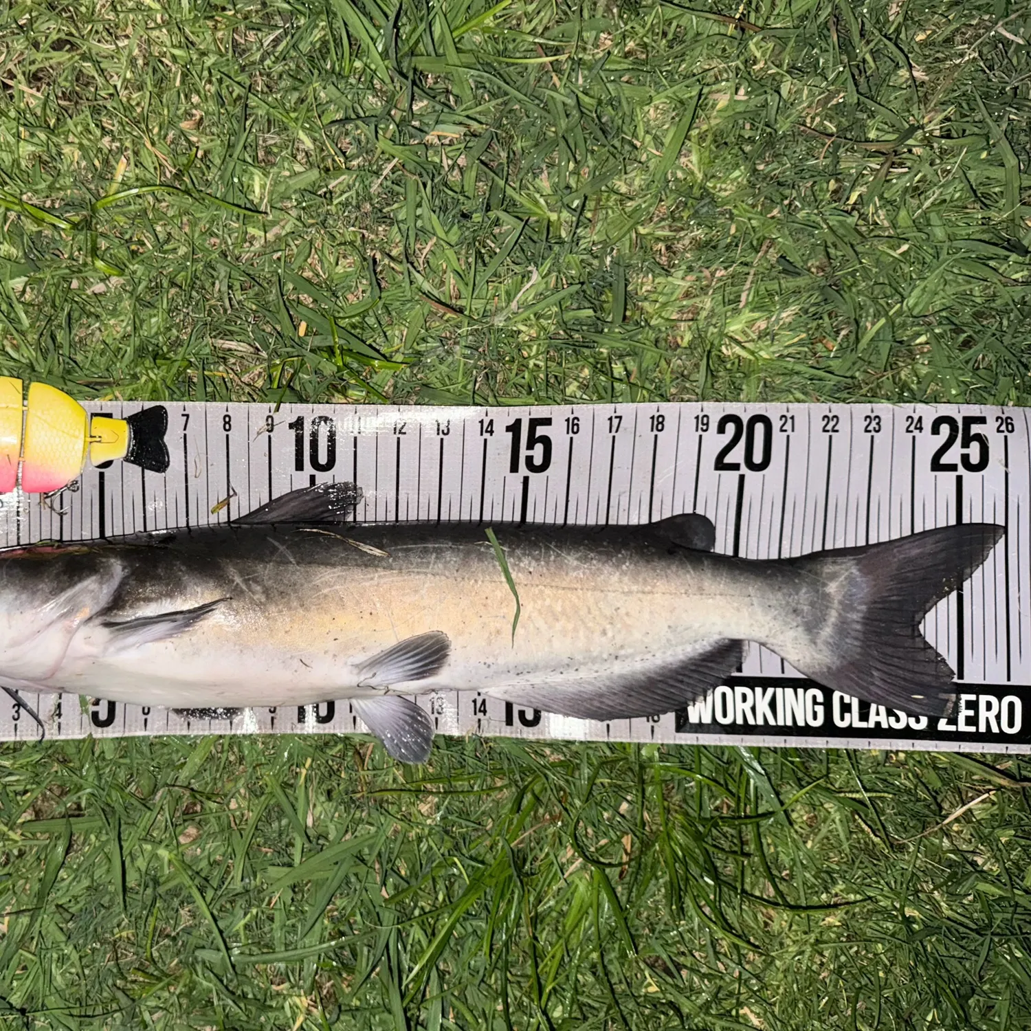 Channel catfish caught on Fishbrain