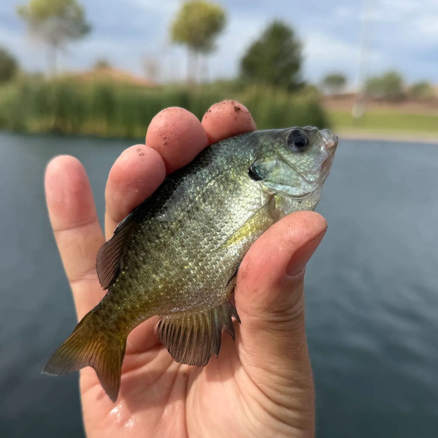 Bluegill caught on Fishbrain