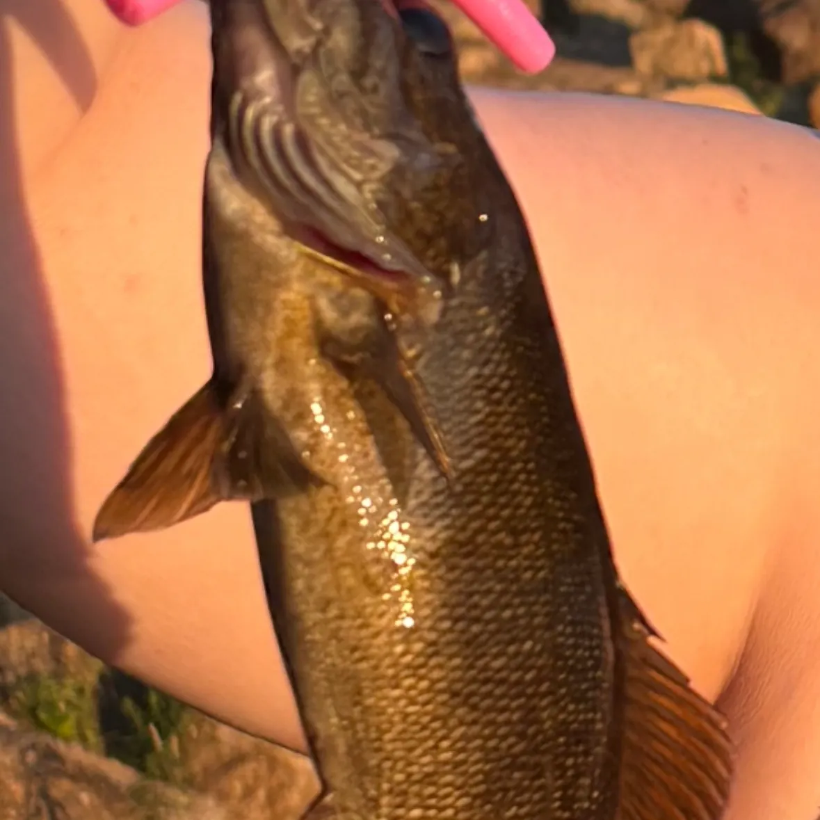 Smallmouth bass caught on Fishbrain