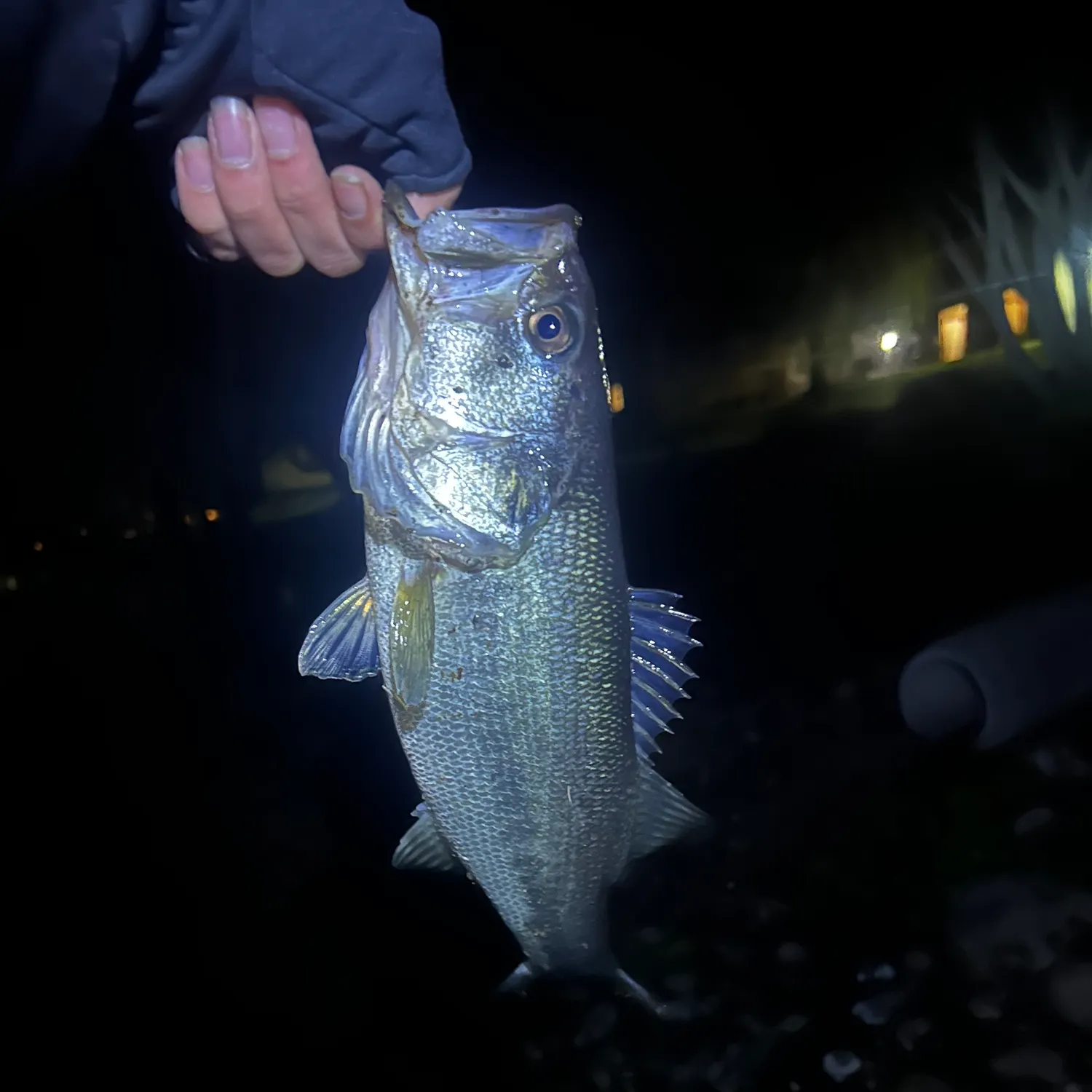 The most recent Largemouth bass catches on Fishbrain