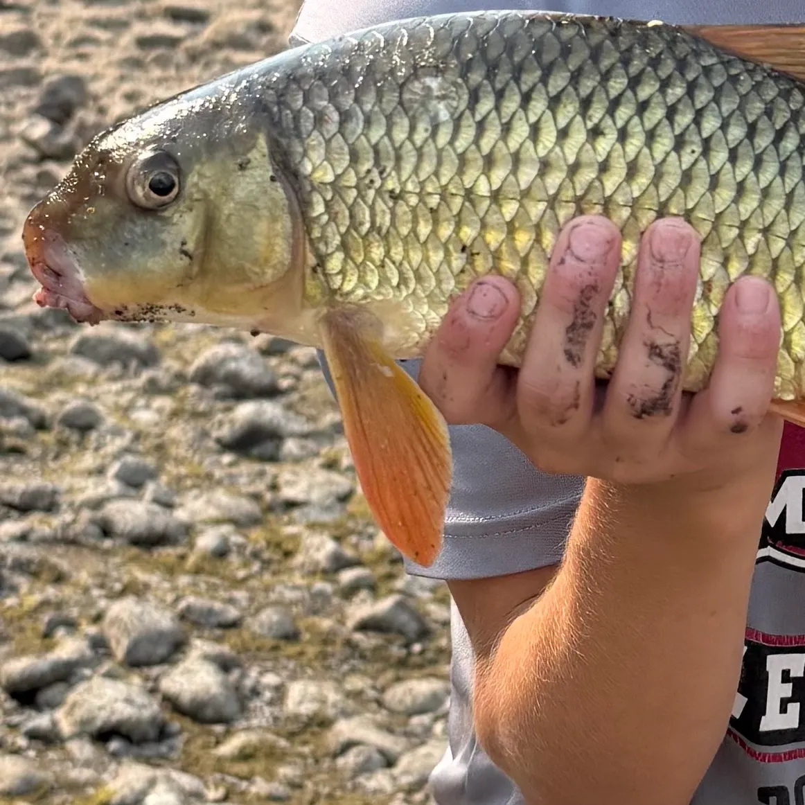 The most recent Greater redhorse catches on Fishbrain