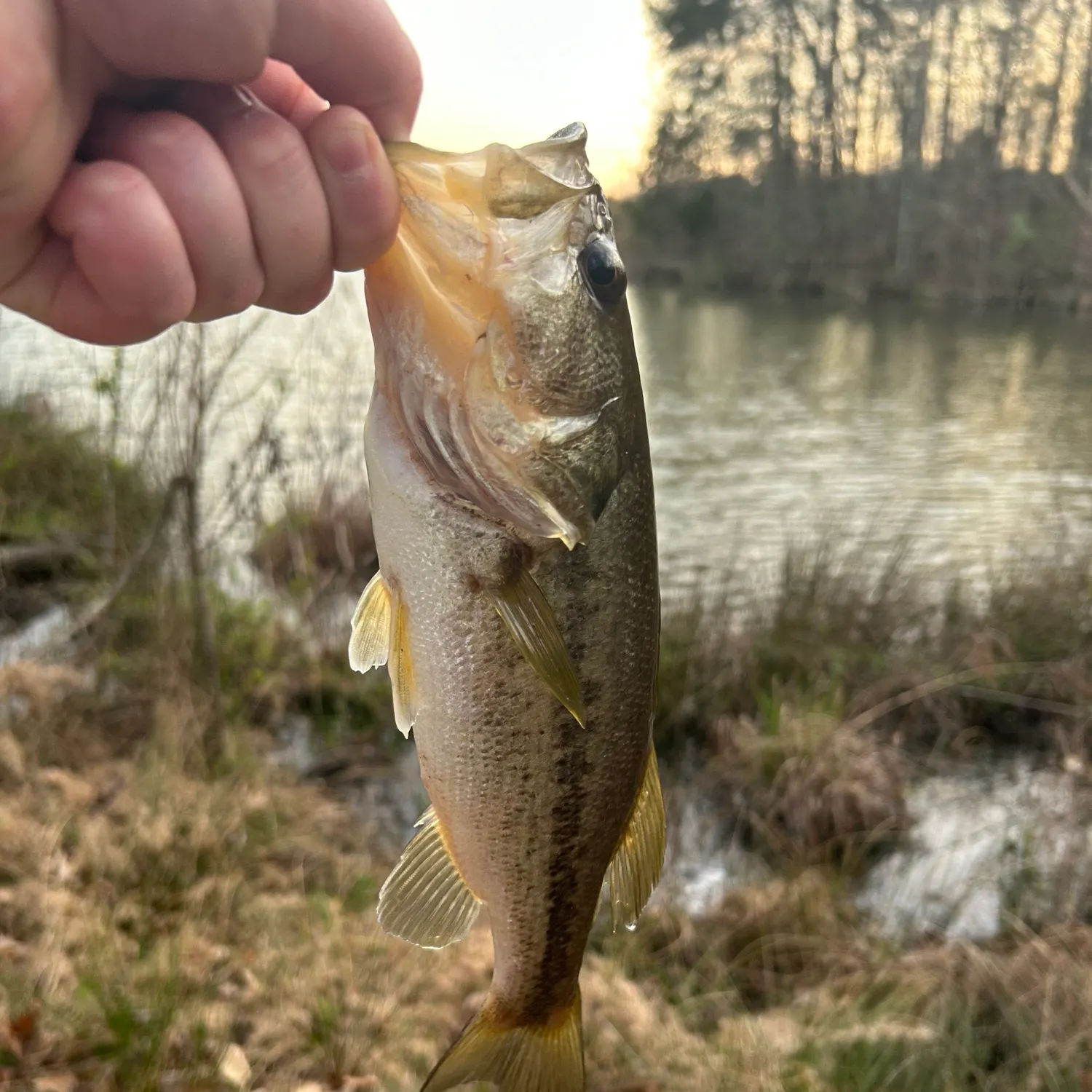 The most recent Whale shark catches on Fishbrain