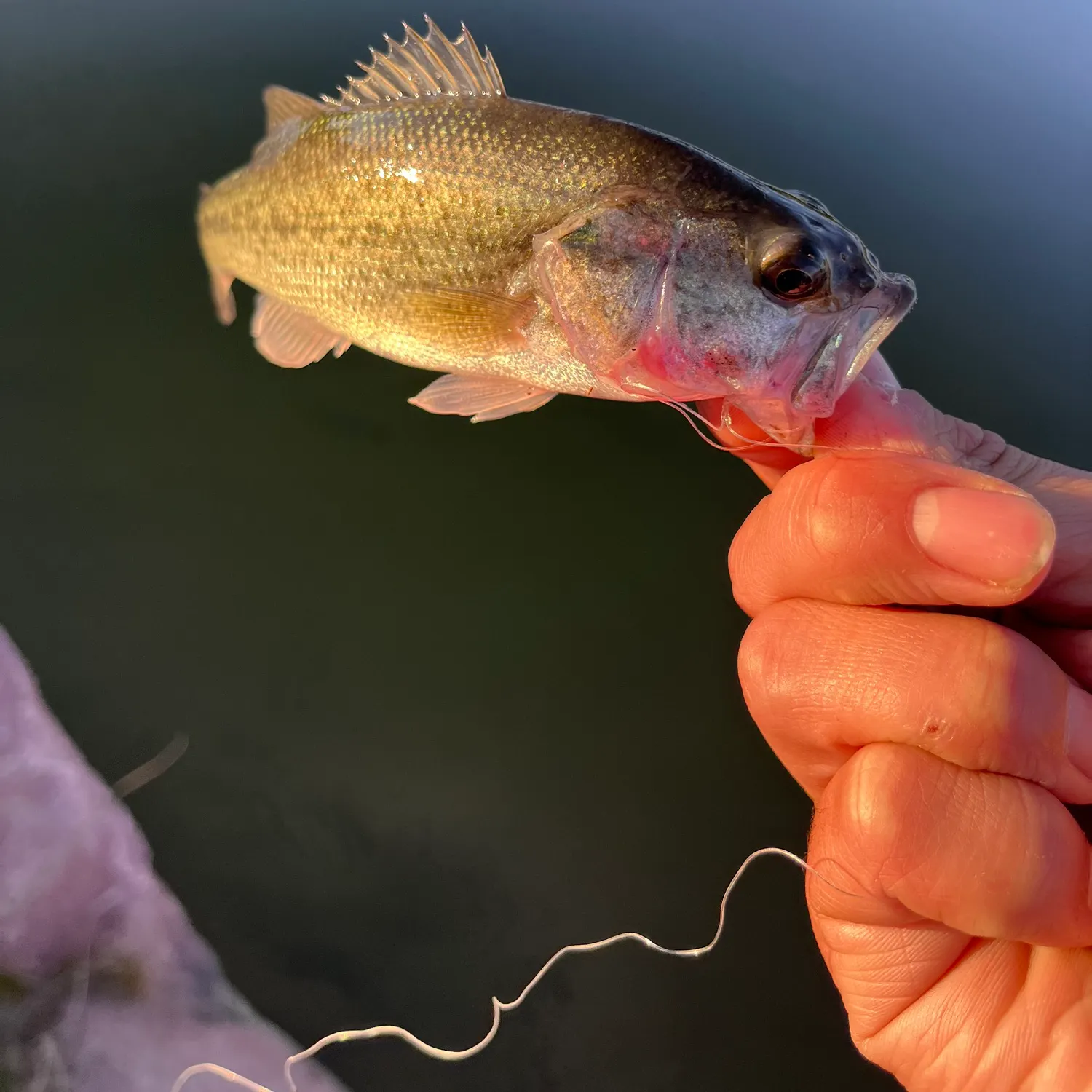 angler catch