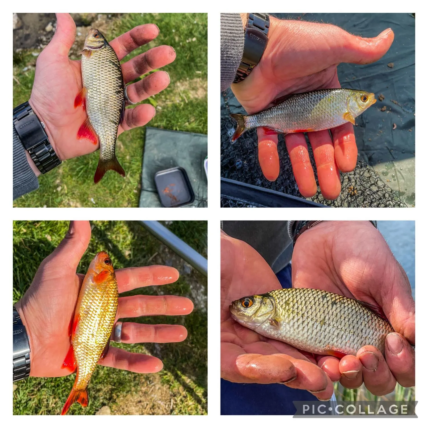 recently logged catches