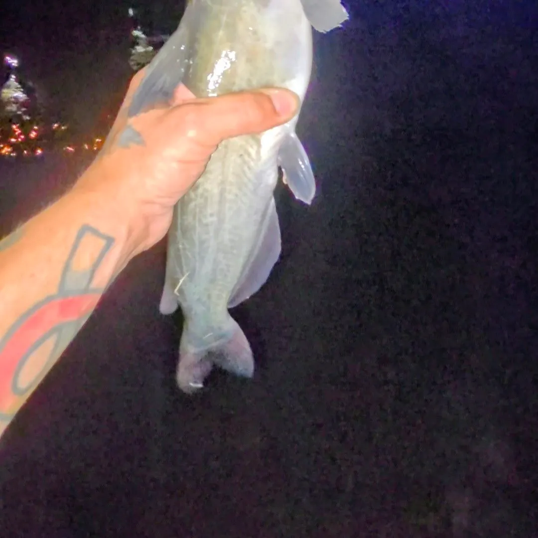 Channel catfish caught on Fishbrain